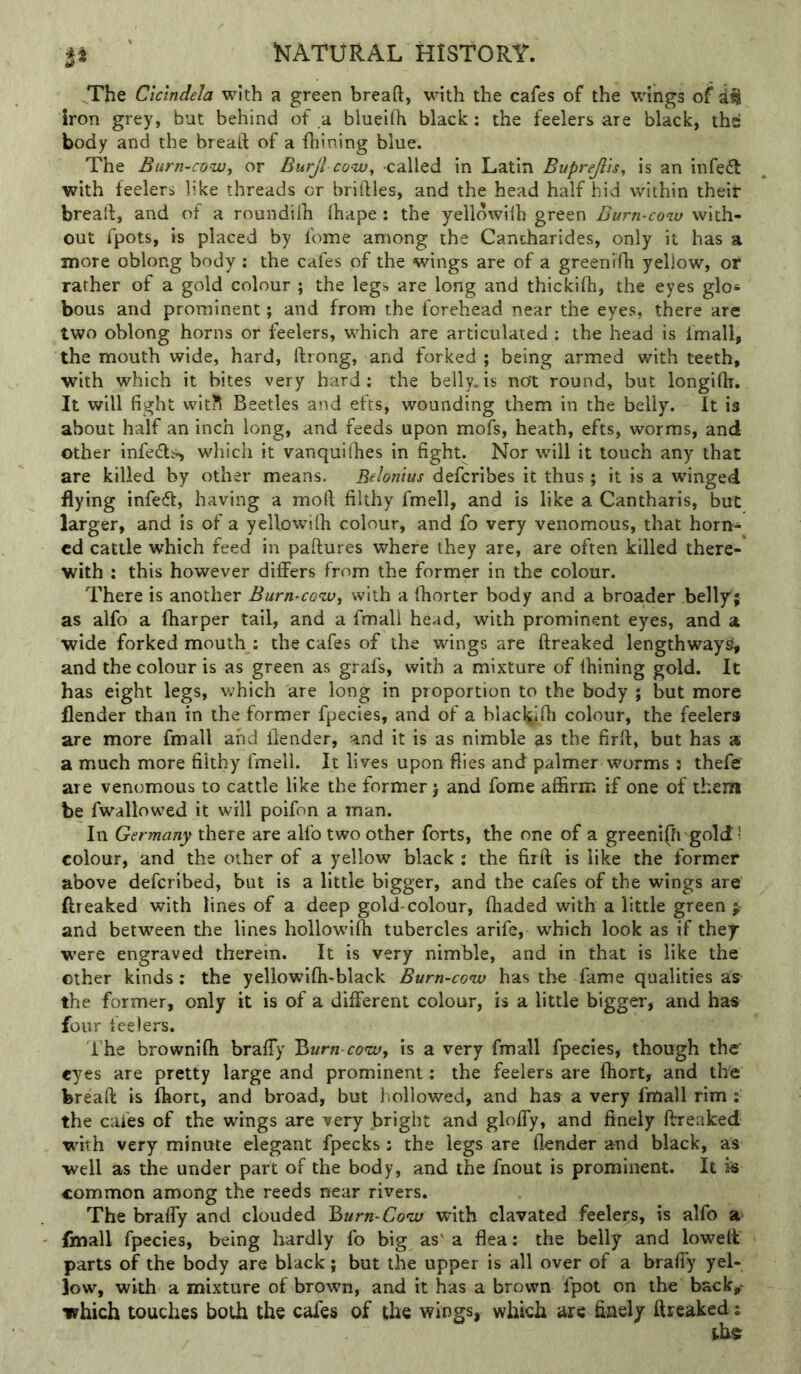Si The Cicindela with a green bread, with the cafes of the wings of a# iron grey, but behind of a blueifh black; the feelers are black, the body and the bread of a fhining blue. The Burn-cow^ or Burjl co-iv^ called in Latin Buprejlis, is an infeif with feelers like threads or bridles, and the head half hid within their bread, and of a roundiih Ihape : the yelldwilh green Burn-cow with- out fpots, is placed by feme among the Cantharides, only it has a more oblong body ; the cafes of the wings are of a greenifh yellow, or rather of a gold colour ; the legs are long and thickidi, the eyes glo* bous and prominent; and from the forehead near the eyes, there are two oblong horns or feelers, which are articulated ; the head is fmall, the mouth wide, hard, drong, and forked ; being armed with teeth, ■with which it bites very bard; the belly, is no’t round, but longidi. It will fight witil Beetles and efts, wounding them in the belly. It is about half an inch long, and feeds upon mofs, heath, efts, worms, and other infedls, which it vanquifhes in fight. Nor will it touch any that are killed by other means. Belonius deferibes it thus; it is a winged flying infeed, having a mod filthy fmell, and is like a Cantharis, but larger, and is of a yellowilh colour, and fo very venomous, that horn- ed cattle which feed in padures where they are, are often killed there- with ; this however differs from the former in the colour. There is another Burn-cow, with a (horter body and a broa,der belly; as alfo a fharper tail, and a fmall head, with prominent eyes, and a wide forked mouth ; the cafes of the wings are dreaked lengthways, and the colour is as green as grafs, with a mixture of Ihining gold. It has eight legs, which are long in proportion to the body ; but more flender than in the former fpecies, and of a blacl^idi colour, the feelers are more fmall and llender, and it is as nimble as the fird, but has a a much more filthy fmell. It lives upon flies and palmer worms : thefe are venomous to cattle like the former j and fome affirm if one of them be fwallowed it will poifon a man. In Germany there are alfo two other forts, the one of a greeniffrgold ! colour, and the other of a yellow black ; the fiid is like the former above deferibed, but is a little bigger, and the cafes of the wings are ftreaked with lines of a deep gold-colour, (haded with a little green and between the lines hollowilh tubercles arife, which look as if they were engraved therein. It is very nimble, and in that is like the other kinds ; the yellowi(h-black Burn-cow has the fame qualities as the former, only it is of a different colour, is a little bigger, and ha« four teelers. I'he brownifti bralTy Yrurn-cow, is a very fmall fpecies, though the eyes are pretty large and prominent; the feelers are fhort, and the bread is ihort, and broad, but liollowed, and has a very fmall rim ; the cafes of the wings are very bright and gloffy, and finely ftreaked w'ith very minute elegant fpecks : the legs are flender and black, as well as the under part of the body, and the fnout is prominent. It is common among the reeds near rivers. The braffy and clouded ^urn-Cow with clavated feelers, is alfo a finall fpecies, being hardly fo big as' a flea: the belly and lowed parts of the body are black; but the upper is all over of a brafiy yel- low, with a mixture of brown, and it has a brown fpot on the back,- which touches both the cafes of the wings, which are finely ftreaked; th$