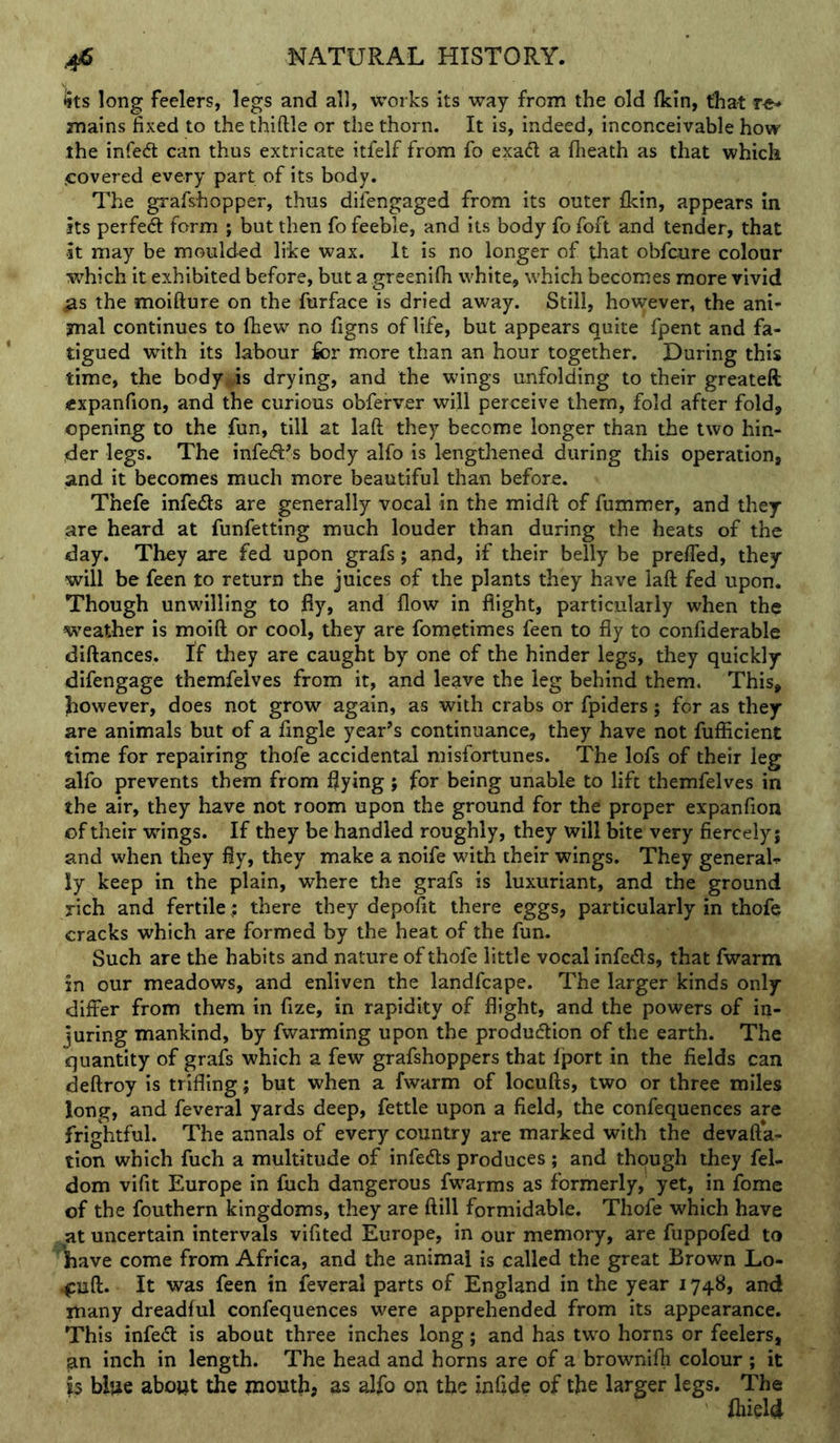 ^ts long feelers, legs and all, works its way from the old fkin, that mains fixed to the thiftle or the thorn. It is, indeed, inconceivable how the infed: can thus extricate itfelf from fo exadl a ftieath as that which -covered every part of its body. The grafshopper, thus difengaged from its outer fkin, appears in its perfed form ; but then fo feeble, and its body fo foft and tender, that it may be moulded like wax. It is no longer of that obfcure colour which it exhibited before, but a greenifli white, which becomes more vivid ^s the moifture on the furface is dried away. Still, however, the ani’* mal continues to (hew no figns of life, but appears quite fpent and fa- tigued with its labour for more than an hour together. During this time, the body^s drying, and the wings unfolding to their greateft expanfion, and the curious obfefver will perceive them, fold after fold, opening to the fun, till at laft they become longer than the two hin- der legs. The infexS’s body alfo is lengthened during this operation, and it becomes much more beautiful than before. Thefe infeils are generally vocal in the midft of fummer, and they are heard at funfetting much louder than during the heats of the day. They are fed upon grafs; and, if their belly be prefled, they will be feen to return the juices of the plants they have laft fed upon. Though unwilling to fly, and flow in flight, particularly when the w-eather is moift or cool, they are fometimes feen to fly to confiderable diftances. tf they are caught by one of the hinder legs, they quickly difengage themfelves from it, and leave the leg behind them. This, however, does not grow again, as with crabs or fpiders; for as they are animals but of a Angle year’s continuance, they have not fufficient time for repairing thofe accidental misfortunes. The lofs of their leg alfo prevents them from flying ; for being unable to lift themfelves in the air, they have not room upon the ground for the proper expanfion of their wings. If they be handled roughly, they will bite very fiercely; and when they fly, they make a noife with their wings. They generaU ly keep in the plain, where the grafs is luxuriant, and the ground rich and fertile; there they depofit there eggs, particularly in thofe cracks which are formed by the heat of the fun. Such are the habits and nature of thofe little vocal infedls, that fwarm in our meadows, and enliven the landfcape. The larger kinds only differ from them in fize, in rapidity of flight, and the powers of in- juring mankind, by fwarming upon the produdtion of the earth. The quantity of grafs which a few grafshoppers that (port in the fields can deftroy is trifling; but when a fwarm of locufts, two or three miles long, and feveral yards deep, fettle upon a field, the confequences are frightful. The annals of every country are marked with the devafta- tion which fuch a multitude of infedls produces; and though they fel- dom vifit Europe in fuch dangerous fwarms as formerly, yet, in fome of the fouthern kingdoms, they are ftill formidable. Thofe which have ^at uncertain intervals vifited Europe, in our memory, are fuppofed to 'have come from Africa, and the animal is called the great Brown Lo- .^uft. It was feen in feveral parts of England in the year 1748, and many dreadful confequences were apprehended from its appearance. This infed is about three inches long; and has two horns or feelers, ^n inch in length. The head and horns are of a brownifh colour ; it b blue about the mouth, as alfo on the infide of the larger legs. The ihield