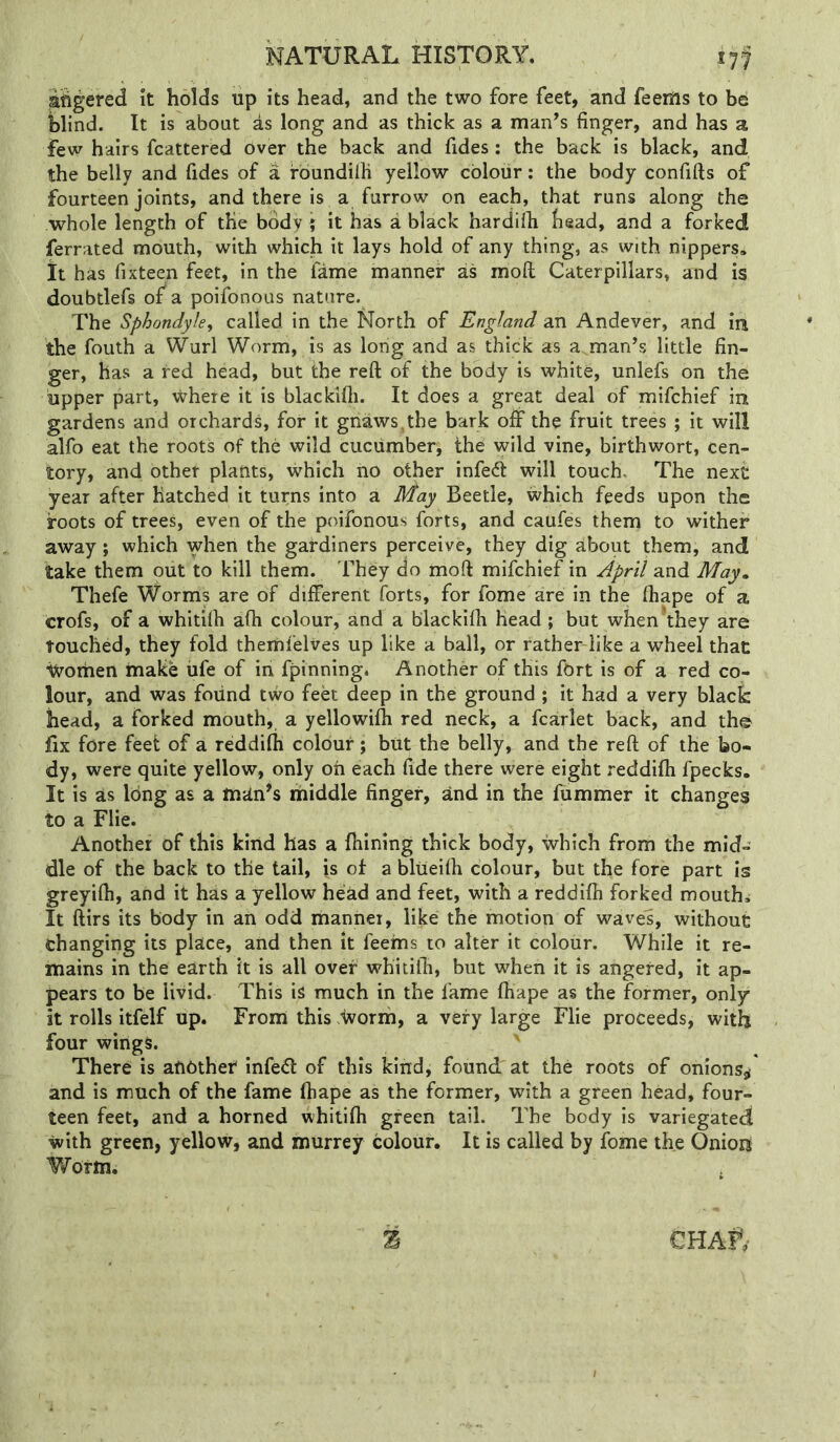 fingered it holds up its head, and the two fore feet, and feems to be blind. It is about as long and as thick as a man’s finger, and has a few hairs fcattered over the back and fides ; the back is black, and the belly and fides of a rbundilli yellow colour: the body confifts of fourteen joints, and there is a furrow on each, that runs along the whole length of the body ? it has a black hardifh head, and a forked ferrated mouth, with which it lays hold of any thing, as with nippers. It has fixteen feet, in the fame manner as moft Caterpillars, and is doubtlefs of^ a poifonous nature. The Sphondyle, called in the North of England an Andever, and in the fouth a Wurl Worm, is as long and as thick as adman’s little fin- ger, has a red head, but the reft of the body is white, unlefs on the upper part, where it is blackifti. It does a great deal of mifchief in gardens and orchards, for it gnaws,the bark off the fruit trees ; it will alfo eat the roots of the wild cucumber^ the wild vine, birthwort, cen- tory, and other plants, which no other infeff will touch. The next year after Hatched it turns into a May Beetle, which feeds upon the foots of trees, even of the poifonous forts, and caufes them to wither away; which when the gafdiners perceive, they dig about them, and take them out to kill them. 'Fhey do moft mifchief in April and May» Thefe Worms are of different forts, for fome are in the ftiape of a crofs, of a whitilh afti colour, and a blackifh head ; but when’they are Touched, they fold thernfelves up like a ball, or rather like a wheel that iyorhen make iife of in fpinning. Another of this fort is of a red co- lour, and was found two feet deep in the ground ; it had a very black head, a forked mouth, a yellowifh red neck, a fcarlet back, and the fix fore feet of a reddifti colour; but the belly, and the reft of the bo- dy, were quite yellow, only oh each fide there were eight reddifti fpecks. It is sis long as a mdn^s riiiddle finger, and in the fummer it changes to a Flie. Another of this kind has a ftiinlng thick body, which from the mid- dle of the back to the tail, is of a bliieifti colour, but the fore part is greyifti, and it has a yellow head and feet, with a reddifti forked mouths It ftirs its body in an odd manner, like the motion of waves, without changing its place, and then it feeins to alter it colour. While it re- mains in the earth it is all over whitifti, but when it is angered, it ap- pears to be livid. This is much in the fame ftiape as the former, only it rolls itfelf up. From this .worrii, a very large Flie proceeds, with four wings. ' There is another infe<ft of this kind, found at the roots of onionssi and is much of the fame ftiape as the former, with a green head, four- teen feet, and a horned whitifti green tail. The body is variegated with green, yellow, and murrey colour. It is called by fome the Oniors Worm. 3 CHAft