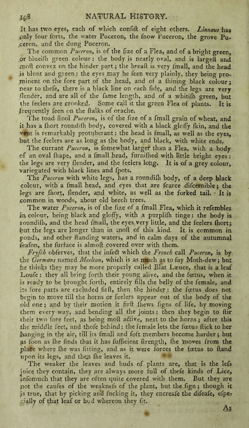 It has two eyes, each of which confift of eight others. Lmnaus hh^ pnly four forts, the water Puceron, the fnow Puceron, the grove Pu-« jcercn, and the dung Puceron. The common Puceron^ is of the fize of a Flea, and of a bright green, or blueifh green colour: the body is nearly oval, and is largeil and rnoft convex on the hinder part; the bread is very fmall, and the head .is blunt and green; the eyes .may be feen very plainly, they being pro- minent on the fore part of the head, and of a fhining black colour; near to thefe, there is a black line on each fide, an.d the legs are very {lender, and are all of the fame length, and of a whitifti green, but the feelers are crooked- Some call it the green Flea of plants. It is frequently feen on the ftalks of orache. The toad-flool Puceron, is of the fize of a fmall grain of wheat, and it has a Ihort roundilh body, covered with a black glolfy fkin, and the vent is remarkably protuberant: the head is fmall, as well as the eyes, but the feelers are as long as the body, and black, with white ends. The currant Puceron, is fomewhat larger than a Flea, with a body of an oval fhape, and a fmall head, furnifhed with little bright eyes: the legs are very {lender, and the feelers lohg. It is of a grey colour, variegated with black lines and fpots. The Puceron with white legs, has a roundilh body, of a deep black colour, with a fmall head, and eyes that are fcarce difcernible; the legs are Ihort, {lender, and white, as well as the forked tail. - It is common in woods, about old beech trees. The water Puceron, is of the lize of a fmall Flea, which it refembles in colour, being black and glolfy, with ,a purplilh tinge: the body is roundilh, and the head fmall, the eyes very little, and the feelers Ihort; f>ut the legs are longer than in inoft of this kind. It is common in ponds, and other Handing waters, and in calm days of the autumnal ieafon, the furface is almoft Covered over with them. Fryjch obferves, that the infeCl which the French call Puceron, is by the Germans named Meehan, which is as much as to fay Moth-dew; but he thinks they may be more properly called Blat Laeuce, that is a leaf Loufe: they all bring forth their young alive, and the fcetus, w^hen it is ready to be brought forth, entirely fills the belly of the female, and its fore parts are excluded firft> then the hinder: the foetus does not begin to move till the horns or feelers appear out of the body of the old one; and by their motion it firft fhe'ws figns of life, by moving them every way, and bending all the joints; then they begin to ftir their two fore feet, as being moft aflive, next to the horns ; after this the middle feet, and thofe behind: the female lets the foetus Hick to her banging in the air, till its fmall and foft members become harder; but ^s foon as fhe finds that it has fufficient ftrength, (he “moves from the .plaCe where Ihe was fitting, and as it were forces the foetus to Hand upon its legs, and thgi fhe leaves it. The weaker the leaves and buds of plants are, that is the lefa Juice they contain, they are always more full of thefe kinds of Lice, infomuch that they are often quite covered with them. But they are not the caufes of the weaknefs of the plant, but the fign ; though it {s true, that by picking an*d fucking it, they encreafe the difeafe, efpe.? ,qially of that leaf or bud whereon they fit.