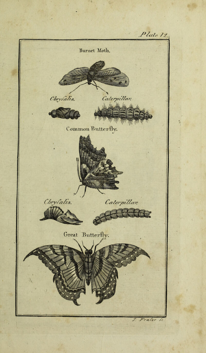 Gurnet MotTi. CoiimioTi Butterfly. ^ J^Tcc/^er