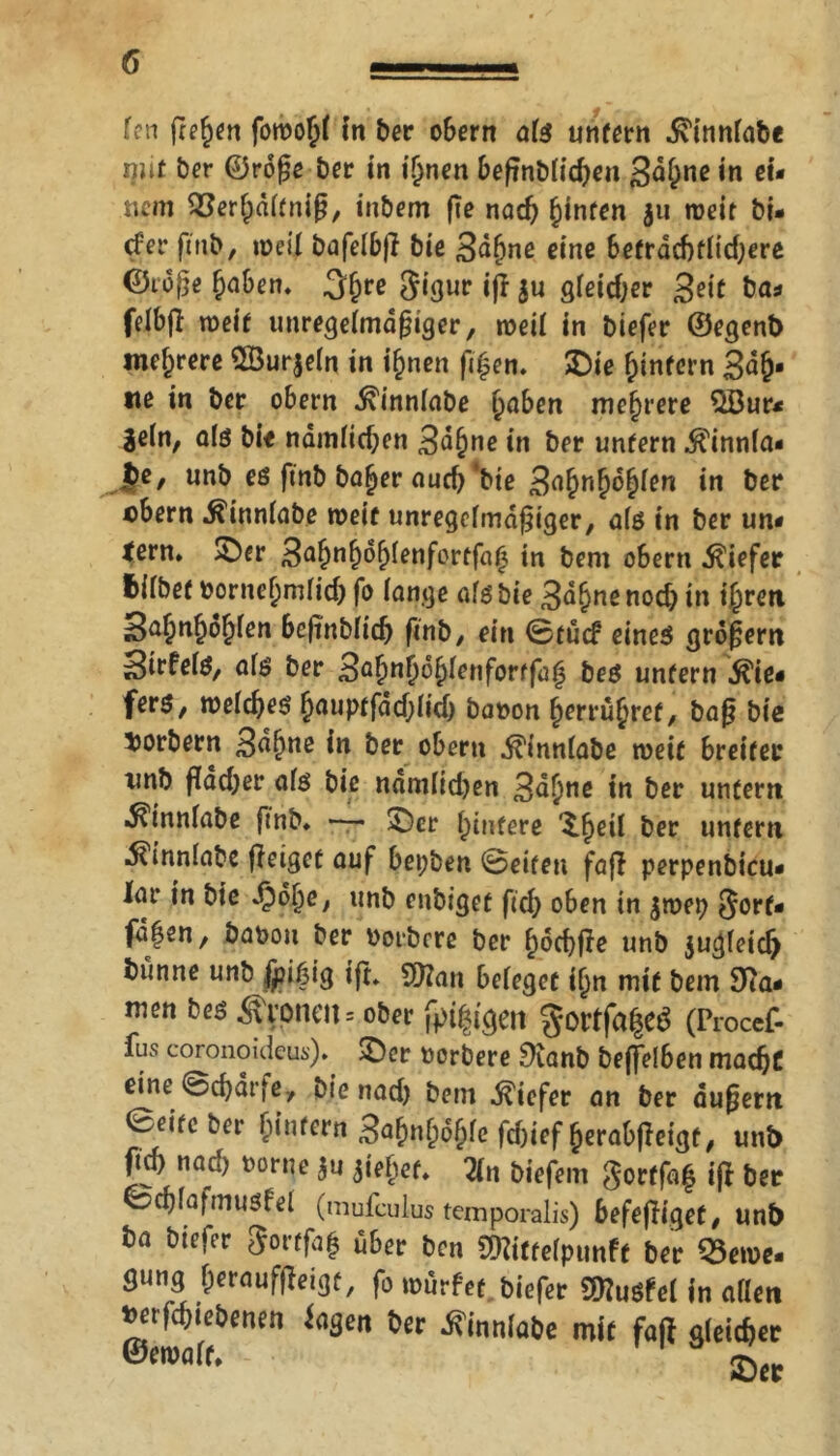 fen freien fotro§( in ber obern ate unfern .^innfabe imt ber ©rofje ber in ifjnen beftnb(id)en 3^&nc in ei- m-m SSerfjdifniß, inbem fTe nad) fyinten $u weit bi- cfer ft'nb, weil bafelbfi bie 3dj)ne eine 6cfrdcf>fltd;erc ©io^e fjaben. ^te Sigur ift $u gfeidjer 3dt baa felbfl weit unregefmdijiger, weil in biefer ©egenb mehrere 2Bur$e(n in ifjnen fifen. ©ie {unfern 3d{j. ne in ber obern ^innfabe {uiben mehrere $öur* je(nr als bi« ndmttd)en 3<j§ne in ber unfern ^innfa- Pe, unb eö ft'nb ba^er aud) ‘bie 3<i&n£d§fen in ber obern ^innfabe weif unregelmäßiger, a(ö in ber un* tern. SDer 3fljn&df>(enfortfa0 in bem obern tiefer fcifbef rornefmdid; fo fange afs bie 3d£ne nod) in t'jjren 3a£w()6()fen befinbfic^ ftnb, ein @fucf eines großem Sirfefö, ate ber £afyn§6fyienfort{a(} be$ unfern fiie* fer$, weißes Ijauptfäßtid) baron §errü$ref, baß bie Korbern 3^{>ne in ber obern dtinnfabe treif breifer xmb fldd)er afs bie ndmlidjen 3<*5nß *n ^er unfern ^innfabe ftnb* ©er {nufere ^f>eif ber unfern ^tnnlabe geiget auf bepben @eifen fajl perpenbicu- lar in bie 43t>&c/ unb enbigef ftd> oben in jroep gorf- fd^en, barou ber rorbere ber f)6d)jle unb 3ugfeidj bunne unb fpibig ift* 9)?an beleget ifjn mit bem ta- rnen tes Mimen = ober fragen gortfafrö (Procef- fus coronoideus). ©er rorbere £)£anb beffelben madjt eine @d)drie., bie nad) bem tiefer an ber äußern ©eifc ber hintern 3af)nf;o§fe fdjief {jerabßeigf, unb fid) nad) rorne $u jiefjef* 2ln biefem $orffa| ift ber fecfjrafmuöfel (mufculus temporalis) befefiiget, unb ba biefer 5orffa| über ben SOiitfefpunft ber Q3en>e. gung ßeraufßeigf, fo mürfef biefer Smuöfel in eitlen Vßtfßtebenen Jagen ber tfinnlabe mif fa(t gleicher ©etraff* ©er