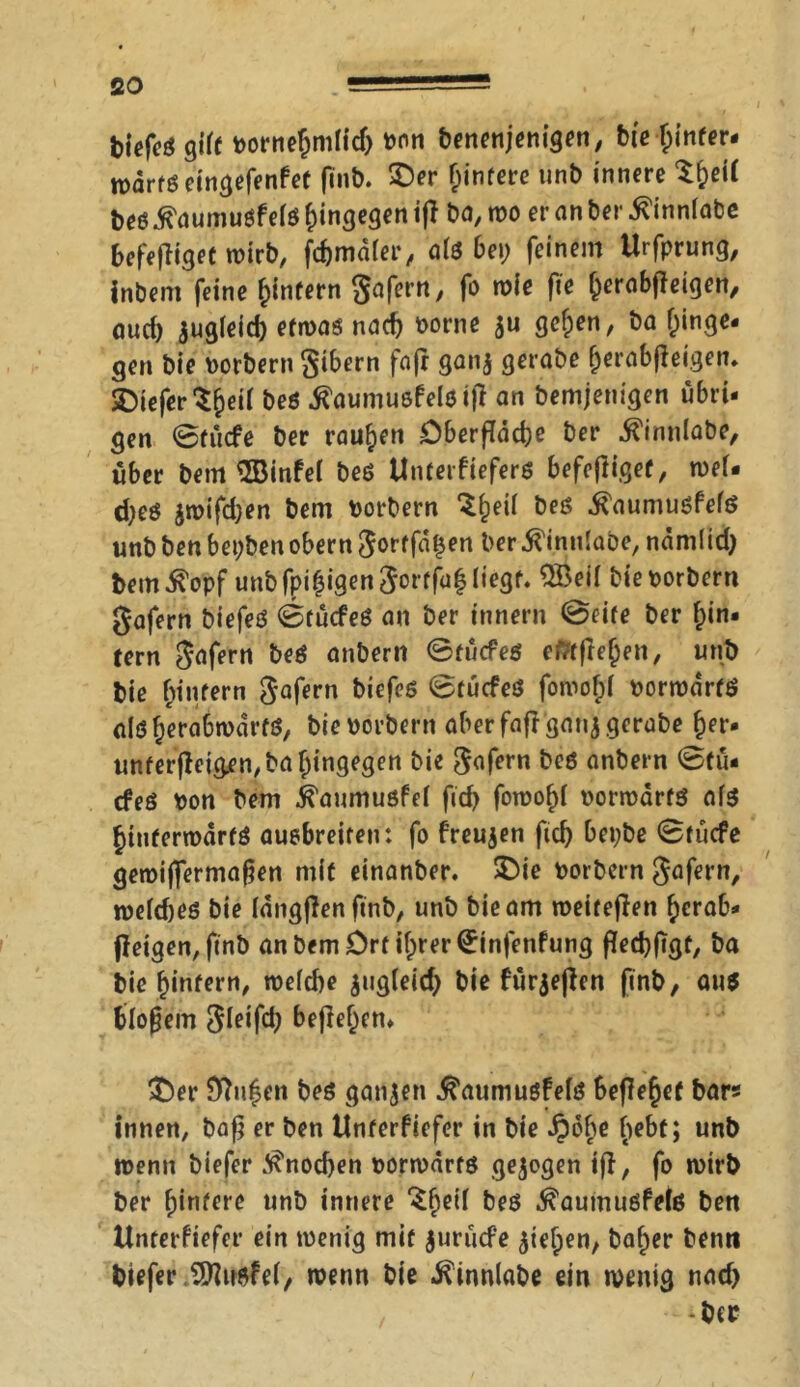so biefcö gife pornehmlid) pon benenjenigen, bie fyinfcr# roartö eingefenfet finb. ©er hintere unb innere S&etf beö .ftaumuöf elö hingegen ift ba, n>o er an ber ^innlabe befefligec wirb, fd)mälet', alö bei; feinem Urfprung, inbem feine hintern gafern, fo rufe fte herabfteigen, öurf) jugleid) efrnaö nad) porne $u gef;en, ba hinge- gen bie porbern gibern fafr ganj gerabe herabffeigen. SD'ieferSJeif beö .tamuöfelö iji an bemjenigen übri- gen ©tücfe ber rauben OberfTdd)e ber ^innlabe, über bem ©infei beö Unterfieferö befeftiget, toel- d)eö $n>ifd;en bem Korbern ^he^ beö i^aumuöfefö unb ben bepben obern gortfäisen ber ^innlabe, nämlid) bem $opf unb fpiljigengorffüh liegt. 3Beil bie porbern gafern biefeö ©tücfeö au ber innern ©eite ber hin- tern gafern beö anbern ©tücfeö eftfflehen, unb bie hintern gafern biefeß ©tücfeö fomohl Porrodrfö nlö ^era6n>dt fö, bie porbern aber fafr ganj gerabe her- unfer|ieigen,bahingegen bie gafern beö anbern ©tu- cfeö Pon bem ^aumußfel fid> fon?of>f pormärfö afö hinferroarfö auebreiten: fo freujen ftd) bepbe ©tücfe geroijfermafjen mit einanber. ©ie Porbcrn gafern, roeldjeö bie längflen ftnb, unb bie am roeiteften herab- jleigen,ftnb an bem Ort ihrer ^infenfung ffed)(Tgt, ba bie hinfern, welche jugleid) bie fürjeflcn finb, auö bloßem gletfd) bej]ef)en» ©er £ftu|cn beö ganzen ^aumuöfelö begehet bar» innen, baf} er ben Unterfiefer in bie Jpobe he^(> unb »penn biefer $nod)en porwärtö gezogen ifl, fo wirb ber hintere unb innere beö $aumuöfrte ben Unterfiefer ein »penig mit jurücfe Riehen/ baher bentt biefer ,2fliiöfel, »penn bie iCinnlabe ein »venig nad) ber