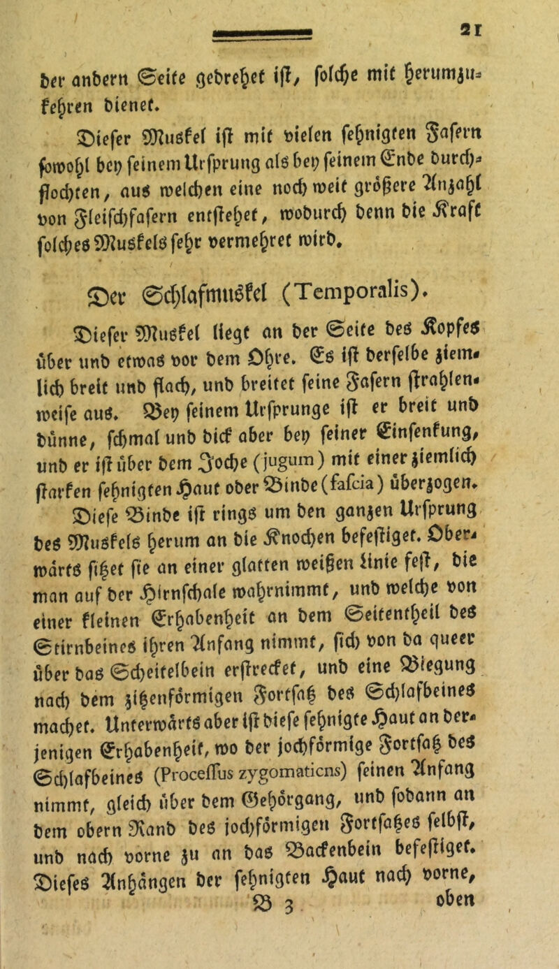 ber anbern ©eite gebre^ef ifl/ 6crumil,s feeren bienef. tiefer 9ttuöfef iff mit feieren fefpnigfen S^m fbmpfjl bei) feinem Urfprung öl« bei) feinem €ribe burd)* flod)ten, auö welchen eine noch weif größere ‘tfnjflfjf Don gleifd)fafern entfielet, woburefy benn biß -ftraft folc^eöSKuöfelöfeJr vermehret wirb, ©er @c$fofhni$M (Tcmporalis). tiefer SJluöfel liege <m ber ©eite beö ßopfeö über unb etwaö por bem Of)re. €ö ifl berfelbe jiem* lieb breit unb flach unb breitet feine gafern Arabien, weife au*. 58ep feinem Urfprunge ifl er breit unb bünne, fdjmal unb bief aber bet) feiner ©nfenfung, unb er iff über bem .Joche ( jugum) mif einer jiemlicb flarfen feßnigfen^auf ober^3inbe(fafcia) überzogen«. ©iefe 23inbe ift ringö um ben ganzen Urfprung beö SWuöfelö Return an feie ^nod?en befetfiget. Ober- marfö fi|ef fte an einer glatten weißen Urne fefl, bie man auf ber Jpirnfchale wa^rnimmt, unb welche Don einer fleinen <£rf)abenheit an bem ©eitentfceü beö ©tirnbeincö if)ren Anfang nimmt, fid) bon ba queer über baö ©cheifelbein erßrecfef, unb eine Biegung nad) bem ^enfdrmigen Sorffaf beö ©d)lafbeineö machet. Unterwarf* aber ifl biefe fefcnigte ^auf an ber- jenigen 0r§abenfjeif, wo ber joc&fdrmlge gortfa| beö ©d)lafbeineö (Procelfus zygomatiens) feinen Anfang nimmt, g(eid) über bem ©efporgang, unb fobann an bem obern «Kant) beö jod)formigen gortfafeö felbfl, unb nad) Dorne $u an baö Wadenbein befefriget. ©icfeö Anhängen ber fefcnigten #aut nad) wrne, iö 3 oben