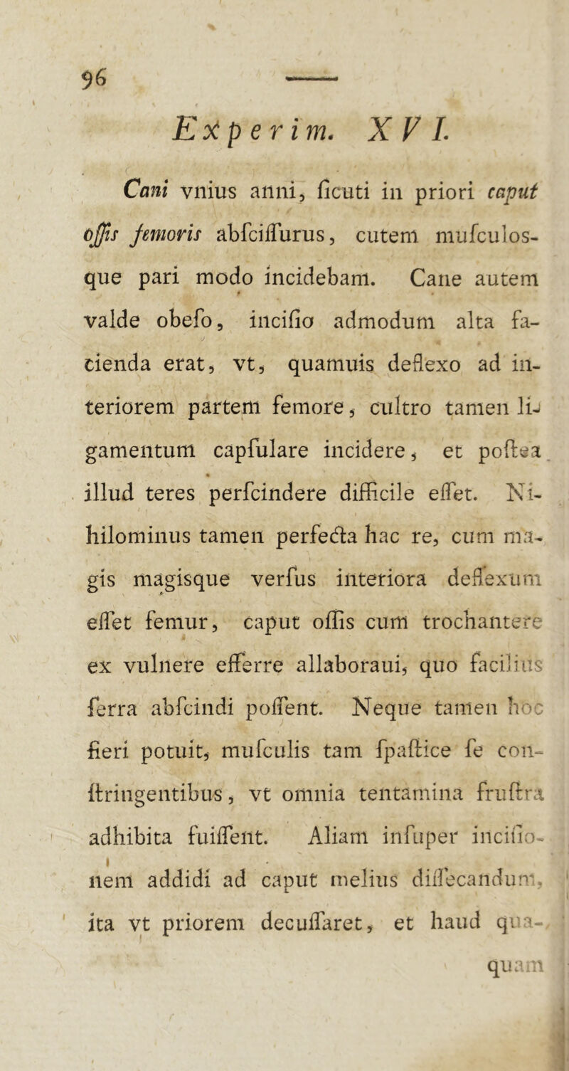 E oi p e r i m. X V L Cani vnius anni, ficuti in priori caput ojjis femoris abfciffurus, cutem mufculos- qiie pari modo incidebam. Cane autem # valde obefo, incifio admodum alta fa- 4 4. cienda erat, vt, quamuis deflexo ad in- teriorem partem femore, cultro tamen lu gamentum capfulare incidere, et poftea. illud teres perfcindere diflicile elTet. Ni- hilominus tamen perfeda hac re, cum ma- gis magisque verfus interiora deflexum eflTet femur, caput offis cum trochantere ex vulnere efferre allaboraui, quo facilius ferra abfcindi poffent. Neque tamen hoc fieri potuit, mufculis tam fpafHce fe con- ttringentibus, vt omnia tentamina fruftra adhibita fuiffeiit. Aliam infuper incifio- I nem addidi ad caput melius diifecandum, ita vt priorem decuffaret, et haud qua- qua m