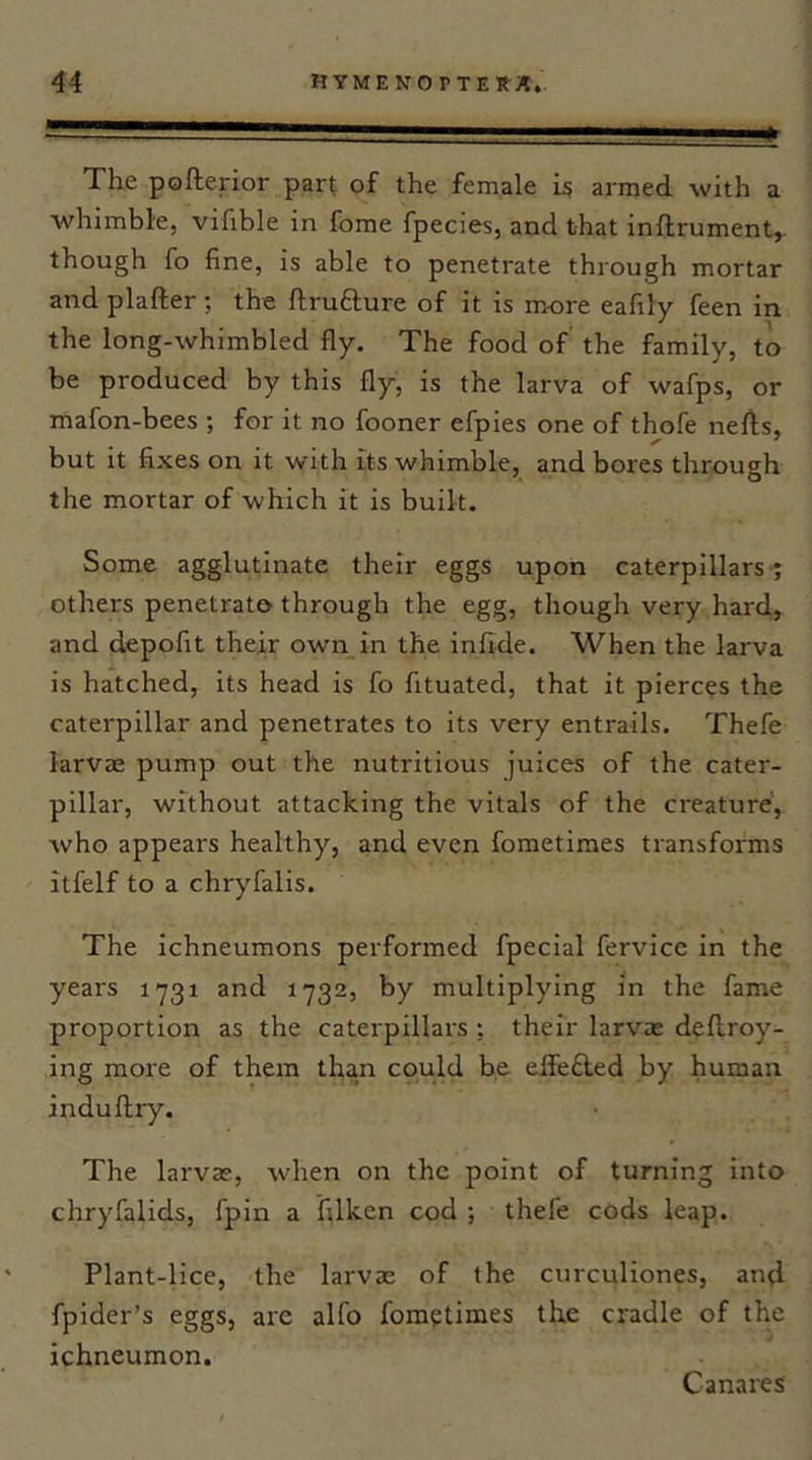 The pofterior part of the female i? armed with a whimble, vifible in fome fpecies, and that inftrument^ though fo fine, is able to penetrate through mortar and plafter ; the flru6ture of it is nwre eafily feen in the long-whimbled fly. The food of the family, to be produced by this fly, is the larva of wafps, or mafon-bees ; for it no fooner efpies one of thofe nefls, but it fixes on it with its whimble, and bores through the mortar of which it is built. Some agglutinate their eggs upon caterpillars'? others penetrate through the egg, though very hard., and depofit their own_in the infide. When the larva is hatched, its head is fo fituated, that it pierces the caterpillar and penetrates to its very entrails. Thefe larvie pump out the nutritious juices of the cater- pillar, without attacking the vitals of the creature', who appears healthy, and even fometimes transforms itfelf to a chryfalis. The ichneumons performed fpecial fervicc in the years 1731 and 1732, by multiplying in the fame proportion as the caterpillars ; their larvae deflroy- ing more of them than could be elfe£led by human induftry. The larvae, when on the point of turning into chryfalids, fpin a fdken cod ; thefe cods leap. Plant-lice, the larvae of the curculiones, and fpider’s eggs, are alfo fometimes the cradle of the ichneumon. Canares