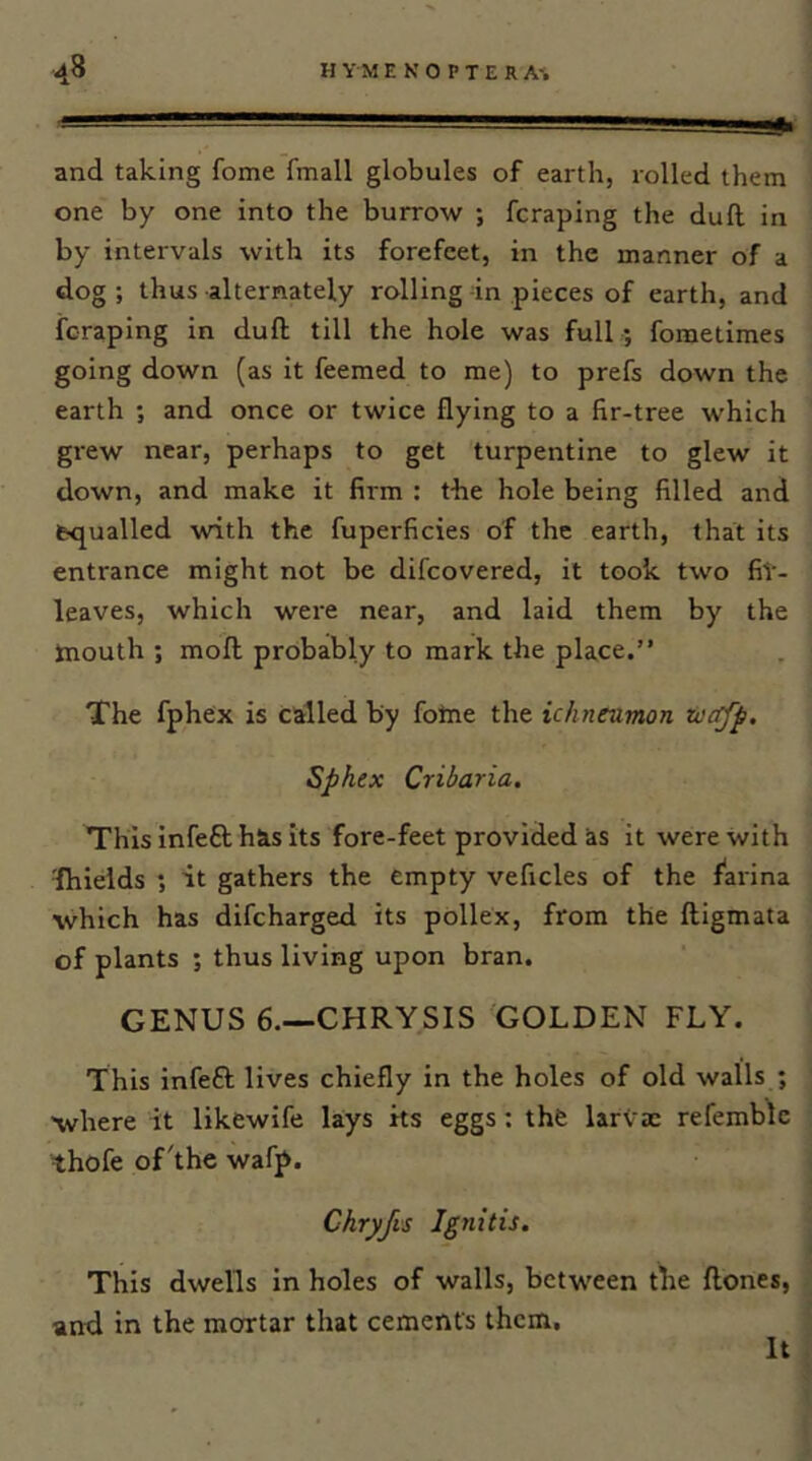 and taking fome fmall globules of earth, rolled them one by one into the burrow ; fcraping the dull in by intervals with its forefeet, in the manner of a dog ; thus alternately rolling in pieces of earth, and fcraping in dull till the hole was full ; fometimes going down (as it feemed to me) to prefs down the earth ; and once or twice flying to a fir-tree which grew near, perhaps to get turpentine to glew it down, and make it firm : t-he hole being filled and equalled with the fuperficies of the earth, that its entrance might not be difeovered, it took two fil- leaves, which were near, and laid them by the ttiouth ; mofl; probably to mark the place.” The fphex is called by fotne the ichneumon ttcffp, Sphex Cribaria. This infeft has its fore-feet provided as it were with •fhields ; it gathers the empty veficles of the f'arina which has difeharged its pollex, from the ftigmata of plants ; thus living upon bran. GENUS 6.—CHRYSIS GOLDEN FLY. This infeft lives chiefly in the holes of old walls ; where it likewife lays its eggs: thfe larvae refemblc thofe of'the waff>. Chryjis Ignitis. This dwells in holes of walls, between the ftones, and in the mortar that cements them. It