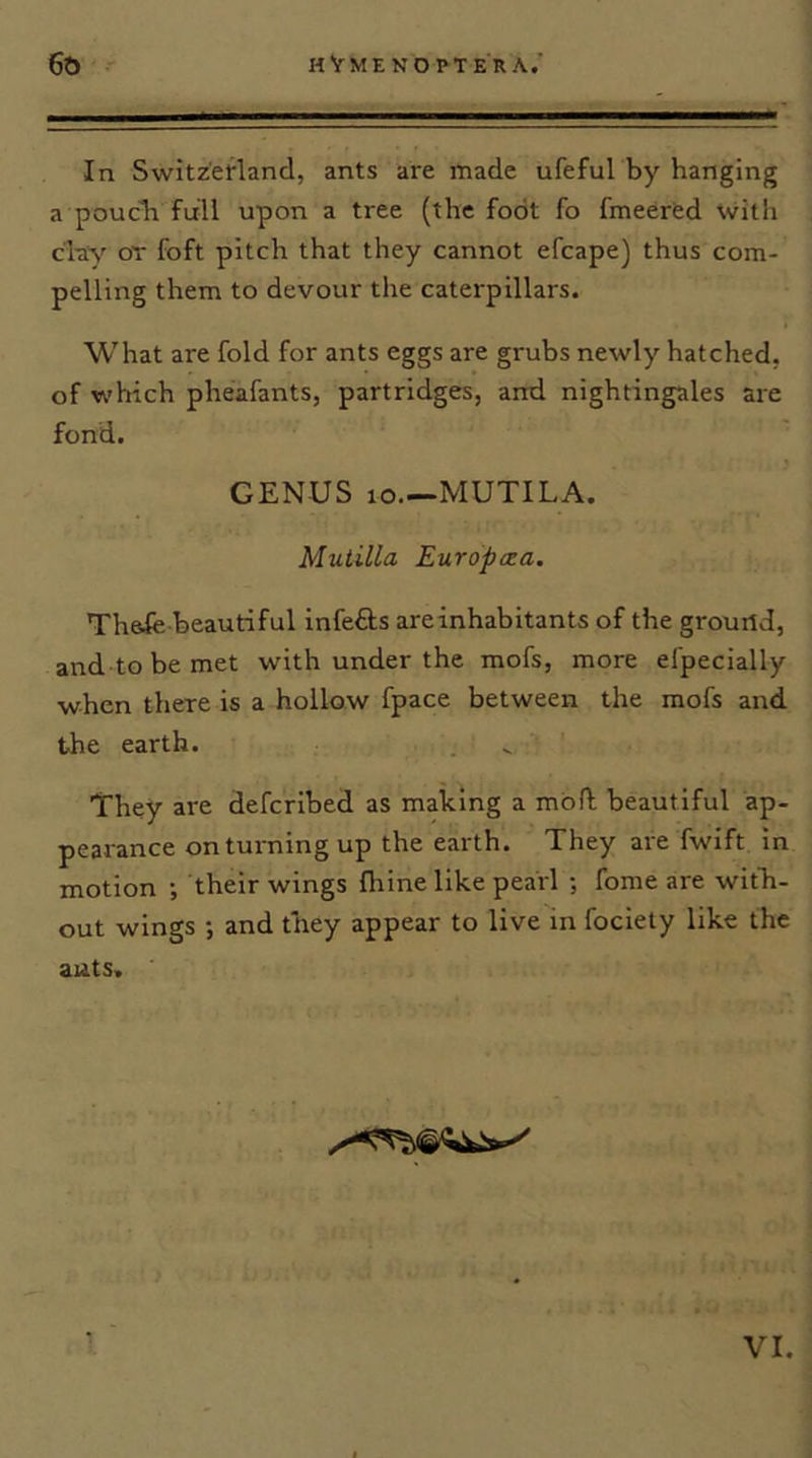 In Switz’efland, ants are made ufeful by hanging a poucTr full upon a tree (the foot fo fmeerfed With c'hy OT foft pitch that they cannot efcape) thus com- pelling them to devour the caterpillars. What are fold for ants eggs are grubs newly hatched, of which pheafants, partridges, and nightingales are fond. GENUS 10—MUTILA. Muiilla Europtza. Thafe beautiful infefts are inhabitants of the ground, and tobemet with under the mofs, more efpecially when there is a hollow fpace between the mofs and the earth. They are defcribed as making a mbfl beautiful ap- pearance on turning up the earth. They are fwift in motion ; their wings fhine like pearl ; fome are with- out wings •, and they appear to live in fociety like the auts. VI.