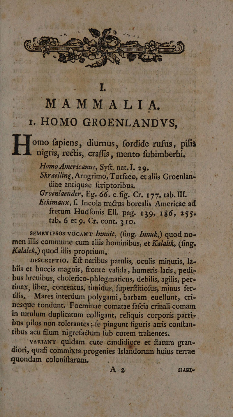 ag ume —— s GERE E M ^ gua t X aeuo, Saure df SE fem. UU  zz EEG A rr S Ee TN nO em l A zr  glos V / 1 MAMMALI A. r1. HOMO GROENLANDVS,. H» fapiens, diurnus, fordide rufus, pilis | nigris, rectis, craffis, mento fübimberbi. . Homo Americanur, Syft. nat.T. 29. —— i: ékraelling, Arngrimo, Torfaeo, et aliis Groenlan- . . diae antiquae fcriptoribus. Groenlaender, Eg. 66. c.fig. Cr. 177, tab. II.— Erkimaux, f. Incola tra&amp;tus borealis Americae ad fretum Hudíonis Ell. pag. 139, 186, 253» tab. 6 et 9. Cr. cont, 310. SEMETIPSOS VOCANT nuit, (fing. Innuk,) quod no- - men illis commune cum aliis hominibus, et Ka/alik, (fing. Kalalck,) quod illis proprium, doy : 1a DESCRIPTIO, Eft naribus patulis, oculis minutis, la- biis et buccis magnis, fronte valida, humeris latis , pedi- . bus breuibus, cholerico-phlegmaticus, debilis, agilis, per- tinax, liber, contentus, timidus, fuperftitiofus, minus fer- ulis, Mares interdum polygami, barbam euellunt, cri- nesque tondunt. Foeminae comatae fafcia crinali comam in tutulum duplicatum colligant, reliquis corporis parti- . bus pilos non tolerantes ; fe pingunt figuris atris conítan- ' tibus acu filum nigrefaQdum fub cutem trahentes. VARIANT quidam. cute candidiore et flatura gran- diori, quafi commixta progenies Islandorum huius terrae ' quondam coloniftarum, | | A3 HABI-