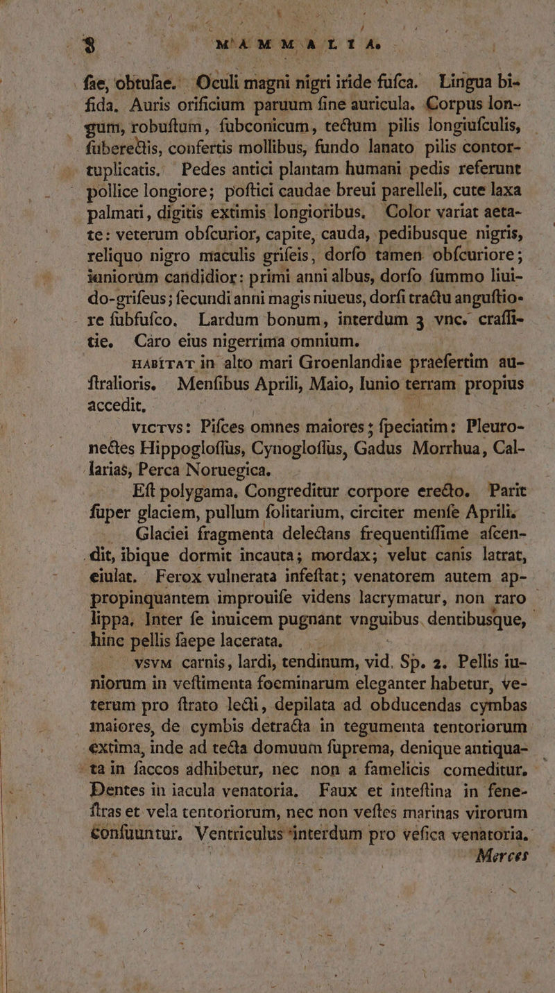 fo K y Rr . ^ * &amp; / D 007M'AUM MA CLTIA fae, obtufae. Oculi magni nigri iride fufca. — Lingua bi- fida, Auris orificium paruum fine auricula. Corpus lon- gum, robuftum, fubconicum, tectum pilis longiufculis, fuberedis, confertis mollibus, fundo lanato pilis contor- tuplicatis. — Pedes antici plantam humani pedis referunt pollice longiore; poftici caudae breui parelleli, cute laxa palmati , digitis extimis: longioribus. Color variat aeta- te: veterum obfcurior, capite, cauda, pedibusque nigris, reliquo nigro maculis grifeis , dorfo tamen obícuriore; ianiorum candidior: primi anni albus, dorfo fummo liui- do-grifeus; fecundi anni magis niueus, dorfi tractu anguftio- - re fubfufco. | Lardum bonum, TAM t 3 vnc. craífi- tie, Caro eius nigerrima omnium. HABÍTAT in alto mari Giroenlandiae praefertim au- firalioris, — Menfibus Aprili, Maio, Tanie gn pogpins accedit, vicrvs: Pifces omnes maiores ; DER Ve Pleuro- nectes Hippogloflus, Cynogloflus, Gadus Morrhua, Cal- larias, Perca Noruegica. Eft polygama, Congreditur corpore erecto. Parit fuper glaciem, pullum folitarium, circiter menfe Aprili. ... Glaciei fragmenta deledans frequentiffime afcen- .lit, ibique dormit incauta; mordax; velut canis latrat, eiulat. Ferox vulnerata infeftat; venatorem autem ap- propinquantem improuife videns lacrymatur, non raro - lippa. Inter fe inuicem pugnant pau. dentibusque, ; hinc pellis faepelacerata, ——— x vsvM carnis, lardi, tendinum, vid. Sp. 2. Pellis iu- niorum in veflimeuta foeminarum eleganter habetur, ve- terum pro flrato lecli, depilata ad obducendas cymbas . maiores, de cymbis detracta in tegumenta tentoriorum extima, inde ad tecta domuum füprema, denique antiqua- -tain faccos adhibetur, nec non a famelicis comeditur. - Dentes in iacula venatoria, Faux et inteflina in fene- firas et vela tentoriorum, nec non veftes marinas virorum &amp;onfuuntur, Ventriculus interdum pro vefica venatoria.- Merces jy