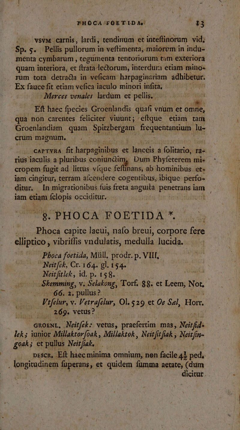 PHOCA'/FOETLD A. | E ^ wt | /— vsvM. carnis, lardi, tendinüm et inteflinorum vid; Sp. s. . Pellis pullorum i in veftimenta, maiorum in indu- menta cymbarum , tegümenta tentoriorum tam exteriora quam interiora, et ftrata lectorum, interdura etiam minos rum tota detracla in veficam- harpaginsriam. adhibetur. Ex fauce fit etiam vefica iaculo minori infita, n Merces venales lardüm et pellis... Eft haec fpecies Groenlandis quafi vnum et omne, qua non carentes feliciter viuunt; 'efque etiam tam . Groenlandiam quam . dir qus orangufh lu- crum magnum. —. CaPTVRA fit hatpigiius et lincois a i oii ra- cropem fugit ad littus vfque feftinans, ab hominibus. et- iam cingitur, terram aífcendere cogentibus, ibique perfo- ditur, [n migrationibus fuis freta anguita Bpnénsge iam iam etiam Íclopis occiditur. T PHOCA NONRTIDA:C^ Phoca capite laeui, nafo breui, corpore fere elliptico, vibriffis vndulatis, medulla lucida. - Phoca foetida, Müll, prodr. p. MIUS Neitfck, Cr. 164. gl. 154. Neitfitlek , id. p. 159. NT dbkepinitg, Vs Selakong, Torf. 88. et uem Not, 766. 2, pullus? | | Vifelur, v. Fetrafelur, Ol. $29 et t Or Sal, Hom. (2, 269. vetus? , GROENL, Neitfek vetus, praefertim mas, Néifd. Ik; iunior Millaktorfoak , Mi llaktok iie. 2 iak , Neitfin- goak; et pullus Neitji ik. prsck, .Eft haec minima omnium, nen facile al iot | pngidinegi fuperans, e et quidem fumma aetate, (dum dicitut.