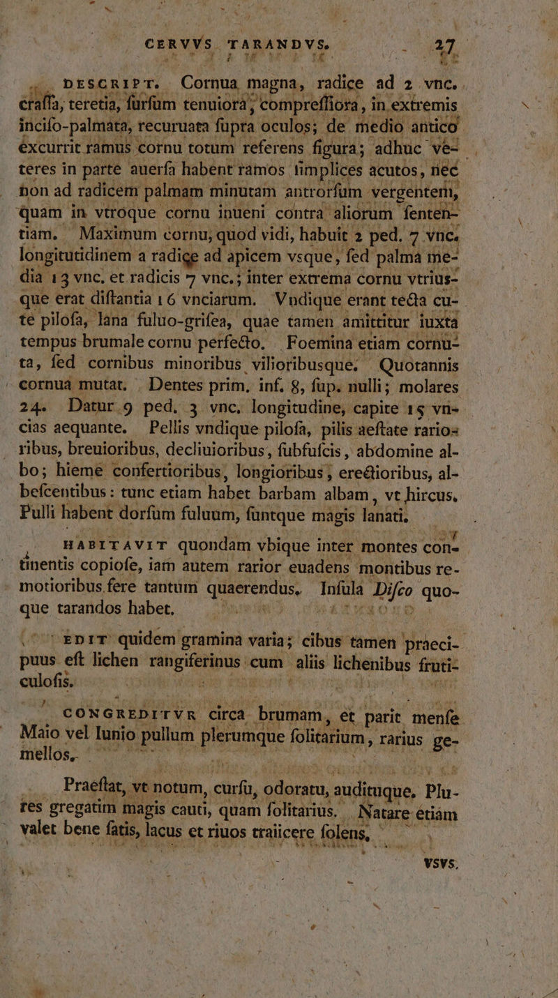 CrRVYS. PME. | AL a ou recuruata MB Duc: e ps ue: éxcurrit ramus cornu totum referens figura. adhuc ve- teres in parte auerfa habent ramos fimplices acutos, nec bon ad radicem palmam. minutam antrorfum - vergentern, | Quam in vtroque cornu inueni contra aliorum. fenten- tiam, Maximum cornu, quod vidi, habuit. 2 ped. 7 vnc. longitutidinem a radige ad apicem vsque, , fed palma me- dia 13 vnc. et radicis * vnc.; inter extrema cornu vtrius- que erat diftantia 16 vnciarum. Vudique erant teta cu-- té pilofa, lana fuluo- grifea, quae tamen amittitur iuxta tempus brumale cornu perfedo. |. Foemina etiam cornu- tà, fed cornibus minoribus .vilioribusque. — Quotannis - cornua mutat, . Dentes prim. inf. 8, füp. nulli ; molares 24. Datur.9 ped, 3 vnc. longitudine, capite 1$ vn-- cias aequante. — Pellis vndique pilofa, pilis aeftate rario ribus, breuioribus, decliuioribus, fubfufcis , abdomine al- bo; hieme confertioribus, longioribus , ere&amp;tioribus, al- Veltuiba: tunc etiam habet barbam albam, vt hircus. Pulli habent. dorfum füluum, füntque magis lanati, | HABITAVIT quondam vbique inter montes cone tinentis copiofe, iam autem rarior euadens montibus re- motioribus fere tantum quaerendus, Inídla feo quo- que tarandos habet. .^CEDIT quidem gramina varia; cibus: tamen ue. puus eft lichen REUS M cum aliis orina; p culofis. d L uh Lj CONGREDITVR circa brumam, et parit. menfe Maio vel Iunio. pullum plerunque foitaium, rarius ge mellos, ^. ! ... Praefüat, vt notum, cura, domu E Plu- res gregatim magis cauti, quam folitarius. Natare € étiám valet bene fatis, Pagus et riuos traiicere folens | X LT VSVS.