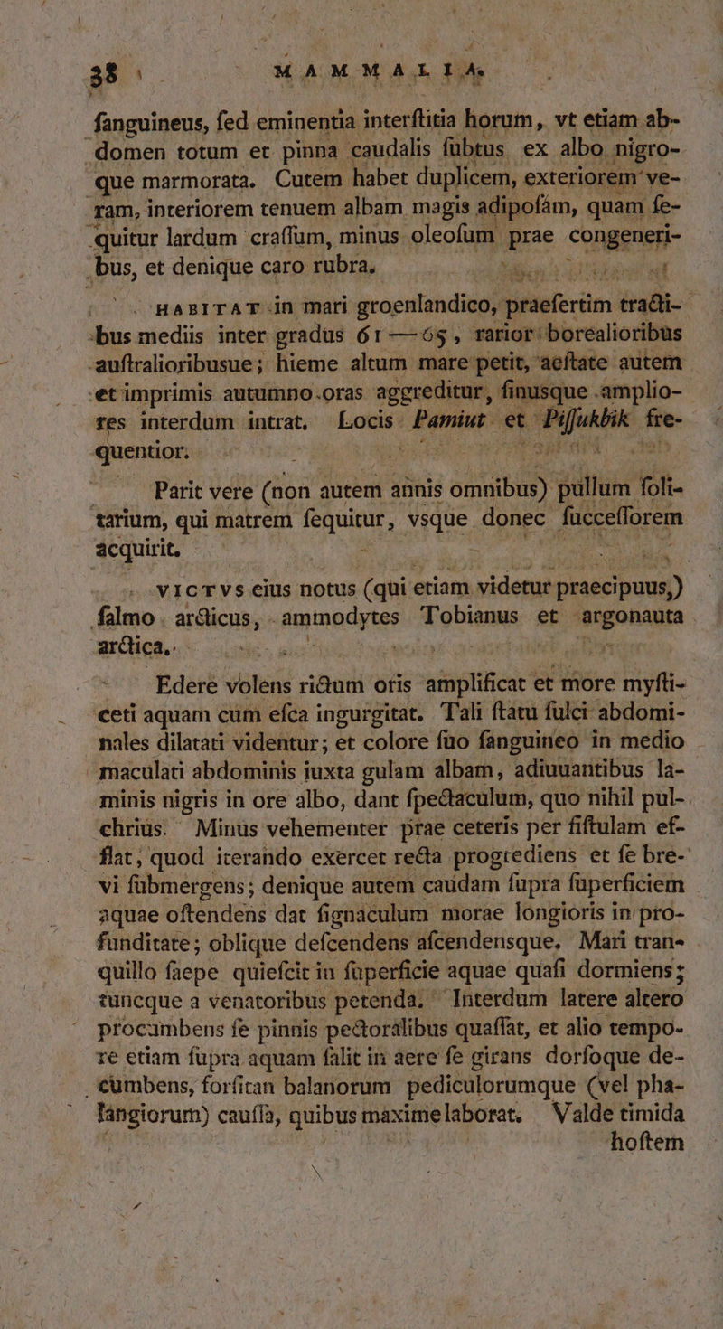 J T ^ MAOMOM A. Eje fanguineus, fed eminentia interflida horum, vt etiam. d .domen totum et pinna : caudalis fübtus ex albo nigro- que marmorata, Cutem habet duplicem, exteriorem: ve- ram, interiorem tenuem albam magis adipofám, quam. fe- -quitur lardum craffum, minus. oleofum d congeneri- ,bus, et denique caro rubra. - n lio Bid | HABITAT-in mari groenlandico, teer éradli- : .bus mediis inter gradus 61 — 65 , rarior: borealioribus -auftralioribusue ;. ; hieme altum mare petit, aeítate- autem. .et imprimis autumno.oras aggreditur, finusque .amplio- res interdum intrat, Locis - poen esa POAKIC se quentior. - /——— Parit vere (non autem aünis s pullum. (oli tarium, qui matrem fequirur, vsque. donec. fuccefforem acquirit. | : á Ha , . VICTVS eius notus (qui « etiam videtur praes puni) falmo. ardicus, ammodytes Tobianus et argonauta ardica. : — db BW Edere volens ri&amp;um oris — et more myfti- ceti aquam cum efca ingurgitat. Tali ftatu fulci abdomi-- miles dilatati videntur; et colore füo fanguineo in medio maculati abdominis iuxta gulam albam, adiuuantibus la- minis nigris in ore albo, dant fpedtaculum, quo nihil pul-. chriüs. ^ Minus vehementer prae ceteris per fiftulam ef- flat, quod iterando exercet re&amp;ta progrediens et fe bre- vi fübmergens; denique autem caudam fupra fuperficiem aquae oftendens dat fignaculum morae longioris in pro- funditate; oblique defcendens afícendensque. Mari tran- quillo ficpe quiefcit iu füperficie. aquae quafi dormiens; tuncque a venatoribus petenda. ^ Interdum latere altero procumbens fe pinnis pectoralibus quaffat, et alio tempo- re etiam füpra aquam falit in aere fe girans. dorfoque de- . 'cumbens, forfitan balanorum pediculorumque (vel pha- langiorum) cauffa, quibus maximelaborat. Valde timida hoftem N