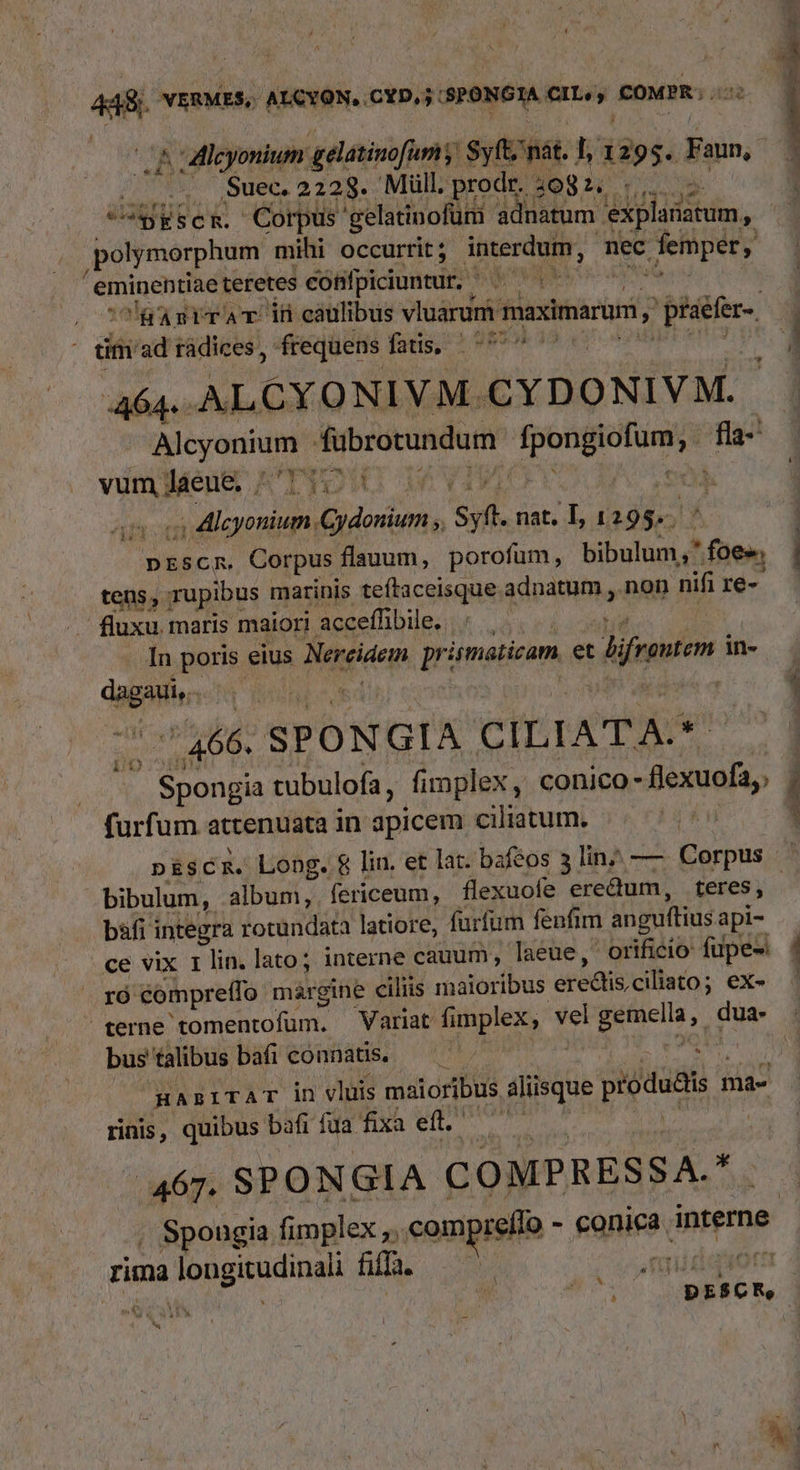 . f Mlcyonium gelatinofumy ' Syftz nat. T 139g. Faun, Suec. 2228. Müll. prodr. 208 1. ri Ph. LSU d ! polymorphum mihi occurrit; interdum, nec femper, eminentiae teretes confpiciuntur. ) , cólgasirAT dü caulibus vluarum maximarum, pfaefer-. ' tim'ad rádices, frequens fms ves 464. ALCYONIVM. CYDONIVM. Alcyonium fübrotundum nik eoe ; e vumjdeug A'TTOX. 5 ., Alcyonium Cydonium ;, yf. nat. I, 1295. prscm. Corpus flauum, porofum, bibulum,* T- tens, rupibus marinis teftaceisque adnatum , non nifi re- fluxu. maris maiori acceffibile. « In poris eius Nereidem prismaticam et hijrmten in- dapes d WIN SPONGIA CILIATA. . Spongia tubulofa, fimplex, conico -flexuofa, furfum atcenuata in apicem ciliatum. bibulum, album, fericeum, flexuofe ere&amp;dum, teres, bafi integra rotundata latiore, furfum fenfim anguftius api- ce vix 1lin. lato; interne cauum, Taeue, orificio fupe- ró comprefo margine ciliis maioribus erediis,ciliato; ex- bus talibus bafi connatis, ^^ - je H agrTAT in vlüis maioribus aliisque piotuds ma- rinis, quibus bafi fua fixa eft. 467. SPONGIA COMPRESSA. , | Spougia fimplex ,, com reílo - eQnies. interne. rima Ion gioi li fif. ^ ub.