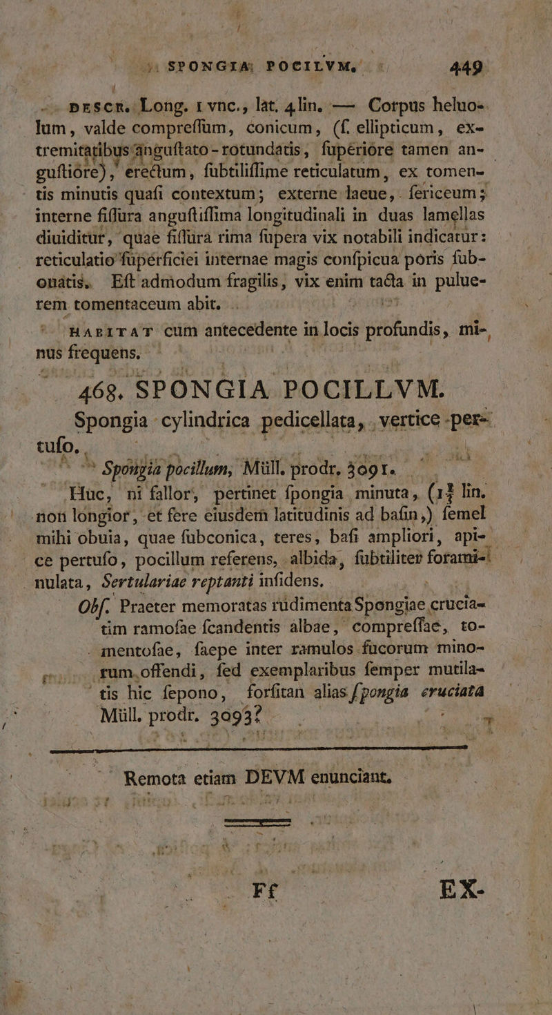/ prscm. Long. r vnc., lat. 4lin, — Corpus heluo- lum, valde compreffum, conicum, (f. ellipticum, ex- tremiratibus 4nguftato -rotundatis, fuperiore tamen an- guftióre), erectum , fübtliffime reticulatum, ex tomen- tis minutis quafi contextum; externe: Iaeue,. fericeum 5 interne fiflura anguftiffima longitudinali i in duas lamellas diuiditur, - quae fiflüra rima fupera vix notabili indicatur: reticulatio fuperficiei internae magis confpicua poris fub- onátis, Eft admodum fragilis, vix enim MM in pulue- rem tomentaceum abit. . x HARITAT Cum Autécidente 1 in locis Bitindi , Ini-, nus frequens. | 468. SPONGIA POCILLVM. Spongia - cylindrica pedicellata, vertice - per-. cufo. , : p ^ Spongia pocillum, Mill. prodr, 309 LoT Huc, ni fallor, pertinet fpongia minuta, x lin, non longior , et fere eiusdem latitudinis ad bafin;) femel mihi obuia, quae fübconica, teres, bafi ampliori, api- ce pertufo, pocillum referens, - albida, fübtiliter forami-' mulata, Sertulariae reptanti infidens, oHf. Praeter memoratas rüdimenta Spongiae. crucia« tim ramofae fcandentis albae, compreffae,, to- ientofae, faepe inter ramulos fücorum mino- poojÉfum. offendi, fed exemplaribus femper mutila- 'tis hic fepono, forfitan alias fpongia eruciata . Mill. edu 3993? : NM (di 1 : - — gd e$ À— MÀ — — iden Env d LDULENME da. Rute :  ^' Remota etiam DEVM enunciant,