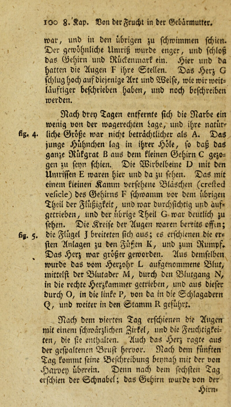 S S, , I war, unb in ben übrigen ju fchwimmen fehlen. >Der gewöhnliche Umri§ mürbe enger, unb fd)lo$ bas ©el)ivn unb Kücfenmarf ein. Spier unb ba hatten bie Tlugen F ilpre ©teilen. J)aS Sperj G fd)lug hoch auf biejcnige'Mrt unb 2Öeife, mtemirmeit= iduftiger bcfc^riebcn haben, unb noch betreiben werben. t \ SJlach bret} 'Jagen entfernte (Ich bie SRarbe ein wenig bon ber wagerechten läge, unb ihre natur? fig* 4* liehe ©vofk war nicht beträchtlicher als A. J)aS junge Hühnchen lag in ihrer Spole, fo bajj bas ganje Küfgrat ß aus bent fleinen ©ehirn C gejo= gen $u fepn fchien. Sie SSBirbelbeine D mit ben Umriffen E waren hkr unb ba ju fehen. J>aS mit einem fieinen Äamm berfefpene ©laschen (crefted veficle) bes ©ehirns F fchwamm bor bem übrigen Jheil ber Slüfngfeit, unb war burdjjtdptig unb auf* getrieben, unb ber übrige Jheil G war beutlich ju fehen. SDie Greife ber Tlugen waren bereits offen; ßg. 5. bie Slügel I breiteten (ich aus; es erfchienen bie etc (len Anlagen ju ben §ü(kn K, unb $um Kumpf- SDaS $erj war großer geworben. 7(us bemfclben würbe baS bom J^erjo^r L aufgenommene ©lut, mrttelfl ber ©lufaber M, burch ben ©lufgang N, in bie rechte Jjjerjfammer getrieben, unb aus biefer burd; O, in bk linfe P, bon ba in bie ©chlagabern Q, unb weiter in ben ©tamm R geführt SRach bem bterfen Jag erfchienen bie klugen mit einem fchwdrjlichen Skfel, unb bie §euchtigfei= ten, bie jle enthalten. 7(ud; bas v£>er$ ragte aus ber gefpaltenen ©ruft herber. 37ach bem fünften Jag fotnmt feine ©efchreibung bennah mit ber bon ^arbep überein. J)enn nach bem fechflen Jag erfduen bet* Schnabel; bas ©ehirn würbe bon ber Sjpirn*