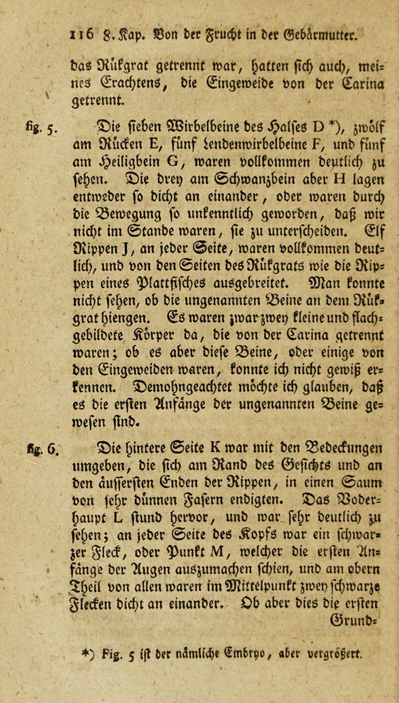 bag Kuprat getrennt mar, Ratten jich aud), meU neg €rad)tenö; t>ie ©ngeweibe bon ber Earina x getrennt. fig. 5. ®ie fteben SBirbelbeine beg £alfeg D *), jwolf am Dlücfen E, fünf ienbenwirbelbeine F, unb fünf am i)ei(igbein G, waren botlfommen beutlich ju fe^ien. £)ie brep am ©d)toanjbein aber H lagen :s entweber fo bicht an etnanber, ober waren burcf) bie Bewegung fo unfenntlid) geworben, baß wir nid)t im ©tanbe waren, jte ju unterfcheiben. ©f JKippen J, an jeber ©eite, waren boüfommen beut= licf>, unb bon ben ©eiten begDtüfgratg wie bie SKip= pen eineg ^piattftfcbeg auggebreitef* 9ftan fonnte nicf;C fe^en, ob bie ungenannten Seine an bem Dtüf® ' grathiengen. @g waren jwar jwet) fleineunb ffacf>= gebildete Körper ba, bie bon ber Sarina getrennt waren; ob es aber biefe Seine, ober einige bon ben ©ngeweiben waren, fonnte ich nicht gewiß er= fennen. 55emohngead;tet mochte ich glauben, baß es bie erßen Anfänge ber ungenannten Seine ge= , wefen finb. fig. 6. S)ie hintere ©eite K war mit ben Sebecfungen umgeben, bie ftd) am Oianb beg ©eß'chtg unb an ben duflferfien <£nben berOiippen, in einen ©aum bon fe^r bünnen ßafcxn enbigten. ©ag Sober= haupt L ßunb Verbot, unb war fel;r beutlicb $u fe^en; an jeber ©eite beg Äopfg war ein fd;mar* jer $(ecf, ober <Punft M, welcher bie erften lin» fange ber 'Mugen augjumachcn fd)ien, unb am obern bon allen waren imfKittdpunft jwepfchwarje Slecfen Öichlan cinanber, Ob aber bieg bie erfien ©runb* *) Fig, 5 iß Der nämttdje üm&r^o, «Dev vergrößert. /