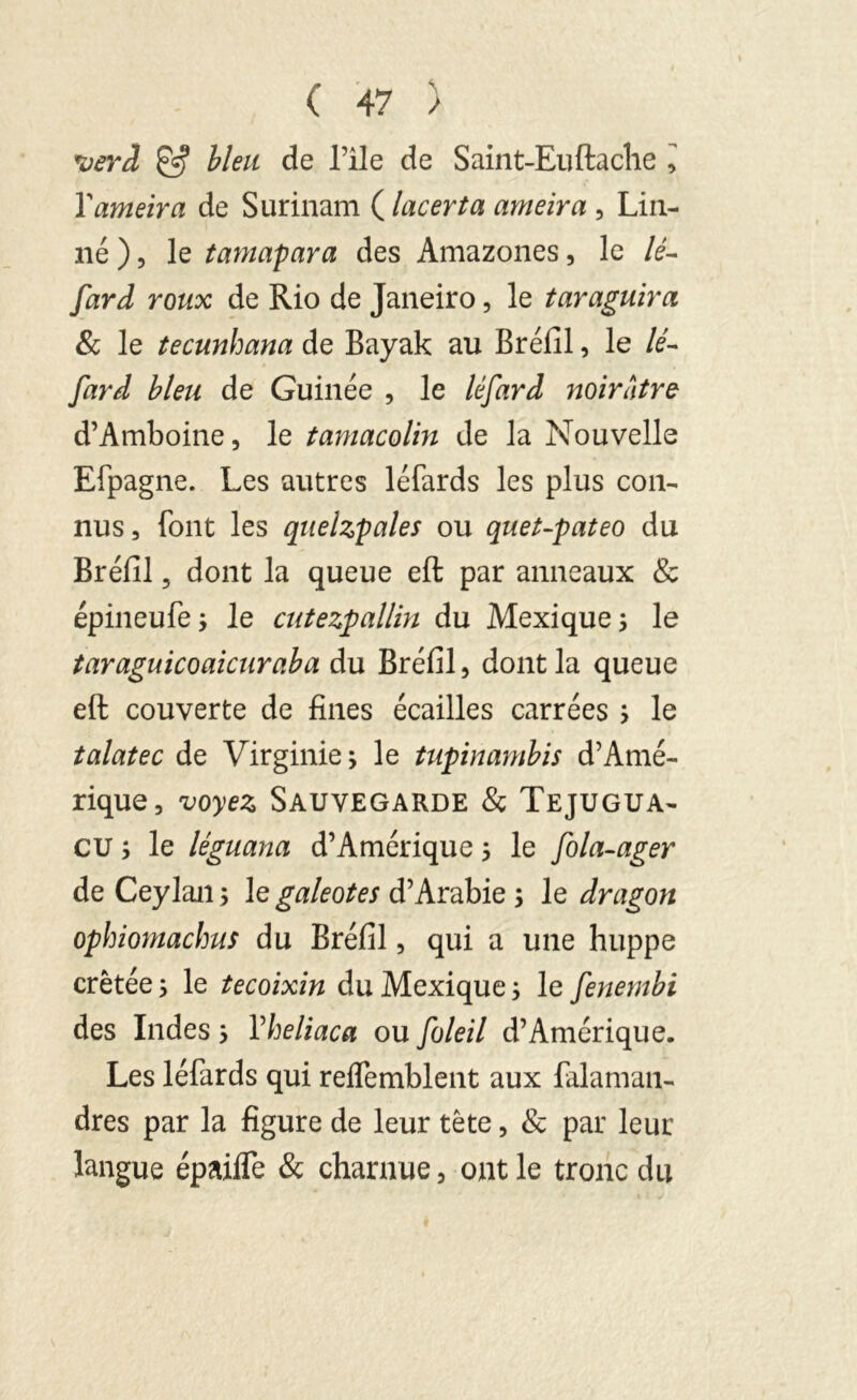 *verâ & bleu de Pile de Saint-Euftache ^ Y ameir a de Surinam ( lacer ta ameira , Lin- né ), le tamapara des Amazones, le lé- fard roux de Rio de Janeiro, le taraguira 8c le tecunhana de Bayak au Bréfil, le lé- fard bleu de Guinée , le léfard noirâtre d’Amboine, le tamacolin de la Nouvelle Efpagne. Les autres léfards les plus con- nus , font les quelzpales ou quet-pateo du Bréfil, dont la queue eft par anneaux & épineufe ; le cutezpallin du Mexique ; le taraguicoaicuraba du Bréfil, dont la queue eft couverte de fines écailles carrées ; le talatec de Virginie; le tupinambis d’Amé- rique, voyez Sauvegarde 8c Tejugua- CU ; le léguana d’Amérique ; le fola-ager de Ceylan ; le galeotes d’Arabie ; le dragon ophiomachus du Bréfil, qui a une huppe crêtée ; le tecoixin du Mexique ; le fenembi des Indes ; Yheliaca ou foleil d’Amérique. Les léfards qui reffemblent aux falaman- dres par la figure de leur tête, & par leur langue épaifïe & charnue, ont le tronc du