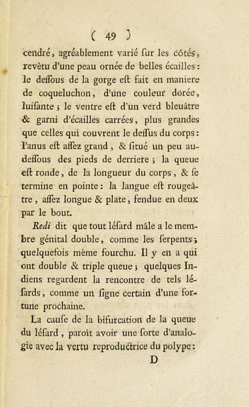 cendré, agréablement varié fur les côtés, revêtu d’une peau ornée de belles écailles : le deflous de la gorge eft fait en maniéré de coqueluchon, d’une couleur dorée, luifante $ le ventre eft d’un verd bleuâtre & garni d’écailles carrées, plus grandes que celles qui couvrent le deflus du corps: l’anus eft aflez grand , & (itué un peu au- deflous des pieds de derrière s la queue eft ronde, de la longueur du corps , & fe termine en pointe : la langue eft rougeâ- tre , aflez longue & plate, fendue en deux par le bout. Redi dit que tout léfard mâle a le mem- bre génital double, comme les ferpents; quelquefois même fourchu. Il y en a qui ont double & triple queue $ quelques In- diens regardent la rencontre de tels lé- fards , comme un figue certain d’une for- tune prochaine. La caufe de la bifurcation de la queue du léfard , paroît avoir une forte d’analo- gie avec la vertu reproductrice du polype : D