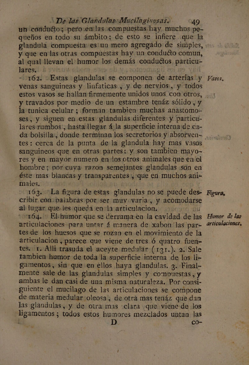 un conduétoz pero em las compuestas hay muchos pe- queños en todo su ámbito; de esto se infiere que la glandula compuesta: es'un mero agregado de simples, y que en las otras compuestas hay un conduéto comun, al qual llevan el humor los demás conduétos, particu- lares, 1: | OSas 9 VER - 162. Estas glandulas se componen de arterias: y venas sanguineas y linfaticas , y de nervios:,: y todos estos vasos se hallan firmemente unidos unos con otros, y travados por medio de un estambre tenáz sólido, y la tunica celular ; forman tambien muchas anastomo- ses, y siguen en estas glandulas diferentes: y particu- lares rumbos., hasta llegar á4:la superficie internaide ca- Vasos. tes: cerca de la punta de la glandula hay mas vasos sanguineos que en otras: partes: y «son tambien mayo-. res y en mayor numero en:los otros animales queen el hombre; por cuya razon semejantes glandulas :són en éste mas blancas y transparentes, que en muchos añi- males. | | | 163. “La figura de estas glandulas no se puede des- cribir con. palabras por ser muy varia:, y acomodarse al lugar que les:queda enla articulacion. 000000 04 164. Elehumor que se derrama.en la cavidad de las articulaciones para untar á manera de xabon'las par- tesde los huesos que se rozan en el movimiento de la articulación , parece que viene de tres ó quatro fuen- tes. 1. Alli trasuda el aceyte medular (13r.). 2. Sale tambien humor de toda la superficie interna de los li- gamentos, sin que en ellos haya glandulas. 3. Final- mente sale de- las glandulas simples y compuestas, y ambas le dan casi de una misma naturaleza. Por consi- guiente el mucilago de las articulaciones se compone de materia medular oleosa, de otrá mas tenáz que dan las glandulas, y de otra mas clara que viene-de los “ligamentos ¿ todos estos humores mezclados untan las ] D. co- Figura, Humor de las articulaciones.