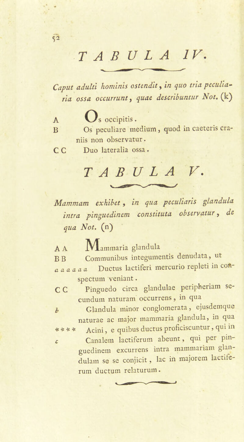 < ffl S2 Caput adulti hominis ostendit, in quo tria peculia- ria ossa occurrunt, quae describuntur Not. (k) Os occipitis. Os peculiare medium, quod in caeteris cra- niis non observatur. C C Duo lateralia ossa. TABULA V. Mammam exhibet, in qua peculiaris glandula intra pinguedinem constituta observatur 9 de qua Not. (n) A A jVtammaria glandula BB Communibus integumentis denudata, ut aaaaaa Ductus lactiferi mercurio repleti in coft- spectum veniant. C C Pinguedo circa glandulae peripheriam se- cundum naturam occurrens, in qua b Glandula minor conglomerata, ejusdemque naturae ac major mammaria glandula, in qua <3« * * * Acini, e quibus ductus proficiscuntur, qui in c Canalem lactiferum abeunt, qui per pin- guedinem excurrens intra mammariam glan- dulam se se conjicit, lac in majorem lactife- rum ductum relaturum.