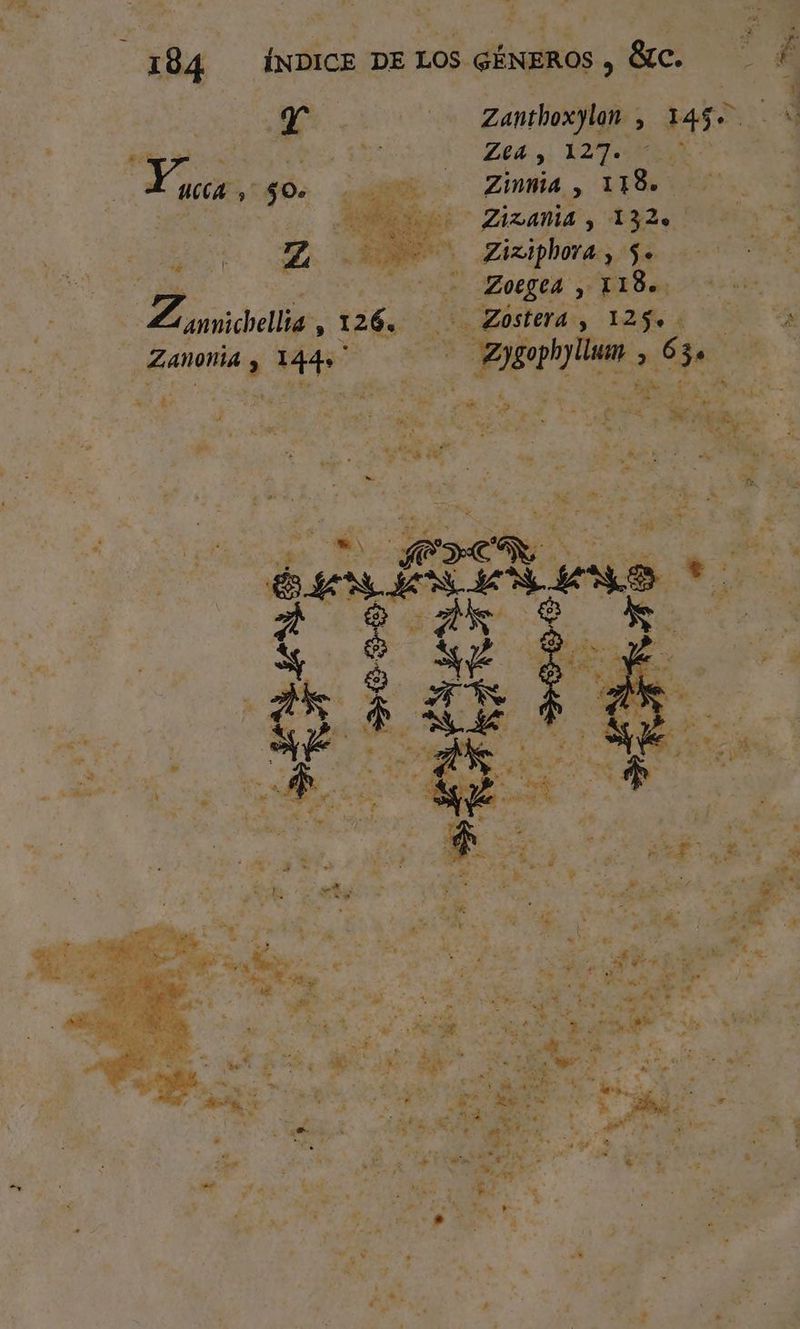 . e y es E 3 . O O Zanthoxylon 1452 | | Zea, 127 Zinnia , Le Didi Z 126. sima 1250 ¿ - Zanonia ha pt y 2 Ae o Es £ LE a Y E á