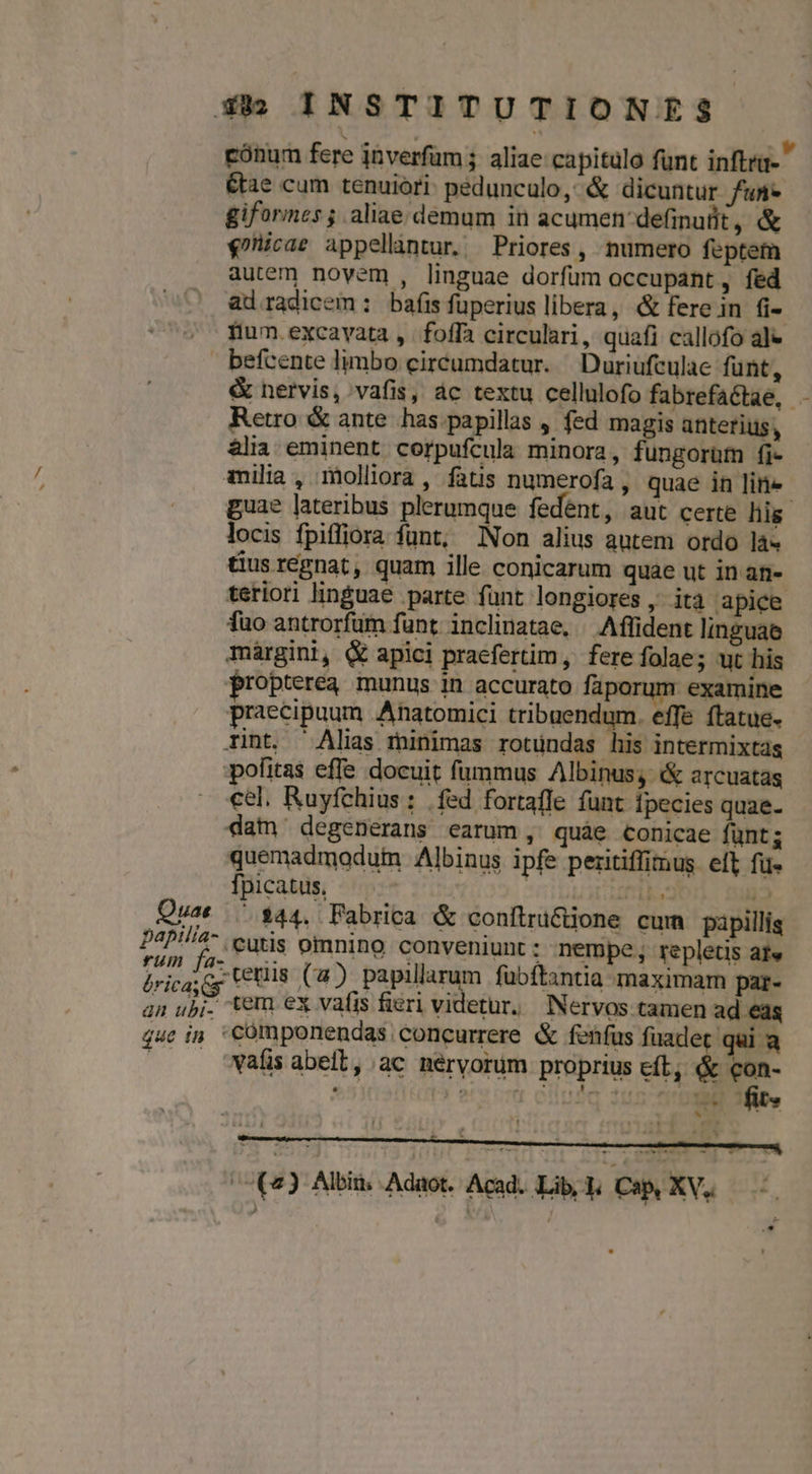 cónum fere inverfum ; aliae capitulo funt inftru- étae cum tenuiori: pedunculo, &amp; dicuntur fun* giformes; aliae. demum in acumen definufit, &amp; €9nicae appellintur. Priores, numero feptem autem novem , linguae dorfum occupant, fed ad radicem: baíis fuperius libera, &amp; ferein fi- Hum .excavata ,. fofía circulari, quafi callofo al- befcente limbo circumdatur. Duriufculae funt, &amp; nervis, vafis, ác textu cellulofo fabrefactae, . Retro &amp; ante has.papillas , fed magis anterius, &amp;lia eminent corpufcula minora, fungorüm fi- milia, molliora, fats numerofa , quae in line guae lateribus plerumque fedent, aut certe his. locis fpiffiora funt, Non alius autem ordo là« tus regnat, quam ille conicarum quae ut inan- teriori linguae parte fünt longiores , ita apice fuo antrorfum funt inclinatae, — Aflident linguae maárgini, &amp; apici praefertim, fere folae; ut his propterea munus in accurato faporum examine praecipuum Anatomici tribuendum. effe ftatue. lint. Alias minimas rotundas his intermixtas pofitas effe docuit fummus Albinus; &amp; arcuatas cel. Ruyfchius : . fed fortaffe funt fpecies quae. dat degenerans earum, quàe conicae füntg quemadmodum Albinus ipfe peritiffimus. eft, fu. fpicatus, : bí 12 Quae $44, Fabrica &amp; conítru&amp;tione cum papillig Daptli47. cutis omnino conveniunt : nempe, repletis ate À»icai y Uetiia (4) papillarum fubftantia maximam par- am ubi. iem ex vafis fieri videtur, Nervos tamen ad eas que i» 'CÓmponendas concurrere &amp; fenfus fuadec qui a nes us eft, ácpen- vafis abelt, ac nérvorum propri (2) Albin: Adaot. Acad. Lib, Cap, XV.