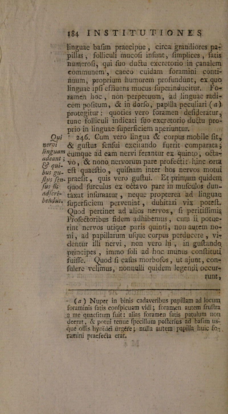 linguae bafim praecipue, circa grandiores pas pilas, folliculi mucofi infunt, fimplices , fatis numerofi, qui fuo du&amp;u excretorio in canalem communem, caeco cuidam foramini. conti- nuum, proprium humorem profundünt, exquo linguae ipfi effiuens mucus: fuperinducitur.. .Fo« Pamen hoc, non perpetuum, ad linguae radi- cém pofitum, &amp; in dorfo, papilla peculiari (a) protezitur: quoties vero foramen : defideratur, tunc folliculi indicati füo excretorio du&amp;tu pro- prio in linguae füperficiem aperiuntur. ^. Oui '' 246. Cum véro lingua &amp; corpus mobile fit geo! &amp; güflus fenfui excitando fuerit. comparata ; p die eumque ad eam nervi ferantur ex. quinto, octa- CORE '&amp; nono nervorum pare profe&amp;ti:. hine orta bus gu- eft quaeftio, quifnam inter hos nervos motui fius fzn- praefit , quis vero guftui..— Et primum quidem fusfiz qüod fürculis ex octavo pare 1m mufculos dun- - ad/cri- taxat infumatur , neque propterea ad. linguae Pehd9i. tyserficiem perveniat. dubitari vix. poteft. .' Quod pertinet ad alios nervos, fr periüffimis Profectoribus fidem adhibemus , cum ii potue- rint nervos utique paris quinri, non autem no» ni, ad papillarum ufque corpus perducere , vie dentür ili nervi, non vero hi, in guítando principes , immo foli ad hoc munus conftituti. fuiffe. Quod fi cafus morbofos , ut ajunt, cons fülere velimus, nonnulli quidem legendi occurs pu | ^o den $1) DT] runt , j^ . m ; , 4 £ L M1 ! - (a) Nuper in binis cadaveribus papillam ad locum foraminis fatis confpicuam vidi; foramen autem fruftra à me quaefitum fuit: alias foramen fatis m non deerat , &amp; potui tenue fpecillum poftérius ad bafim us- Que ollis hyoidei ürgére 5 nulla autem: papilla huic fo: , yamini praefecta erat, US y d