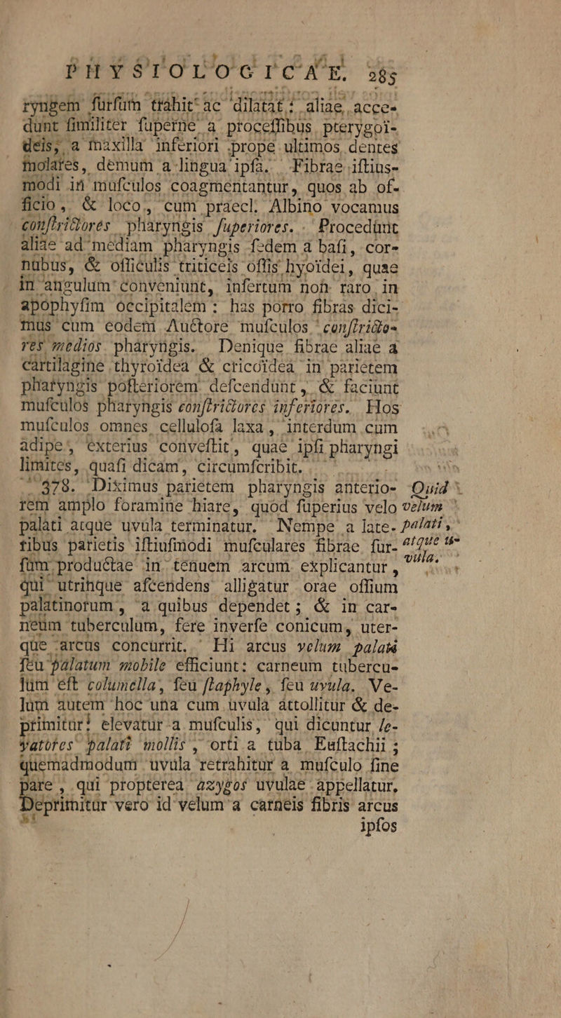 oc mad d XR &amp; j3óo! , cum praecl. Albino vocamus Ses pharyngis fuperiores. . Procedüut alite ad mediam pharyngis fedem a bafi, cor- nübus, &amp; officulis triticeis oflis hyoidei, quae in anegulum' conveniunt, infertum noh raro in apophyfim Occipitzlem : has porro fibras dici- mus cum eodem Auctore mufculos ' conftrida- Ves mtdios pharyngis. Denique fibrae aliae a càrtilagine thyroidea &amp; cticoideà in parietem platyngis pofteriorem. defceridünt ,. &amp; faciunt mufculos pharyngis eonferiures inferiores. Ylos mufculos omnes, cellulofa laxa , interdum .cum adipe, exterius cornveftlit', quae Apfi Paru limites, quin dicam, circumfcribit. WS s$7g. timus patietem pharyngis anterio- Quid ^ rem Dio foramine hiare, quod fuperius velo velum ^ palati. atque uvula terminatur. Nempe a late- 4/25, fibus parietis iftiufnodi mufculares fibrae fur- e: UN füm productae in ténuem arcum explicantur ,  Att qui utrihque afcendens alligatur orae offium palitinorum , 'a quibus dependet; &amp; in car- neum tuberculum, fere inverfe conicum, uter- que - :arcüs concurrit. ^ Hi arcus velum  palalá feu Palatum mobile efficiunt: carneum tubercu- ljüm eft columella, feu ftaphyle , feu uvula. Ve- lum autem 'hoc una cum. üvula attollitur &amp; de- irimitur! elevatur-a mufculis, qui dicuntur /e- joi, palati mollis , orti a tüba Euflachii ; : quemadmodum . uvüla retrahitur à mufculo fine are , qui propterea 22yg05 uvulae - appellatur, imitur vero id velum'a carneis fibris arcus ipfos