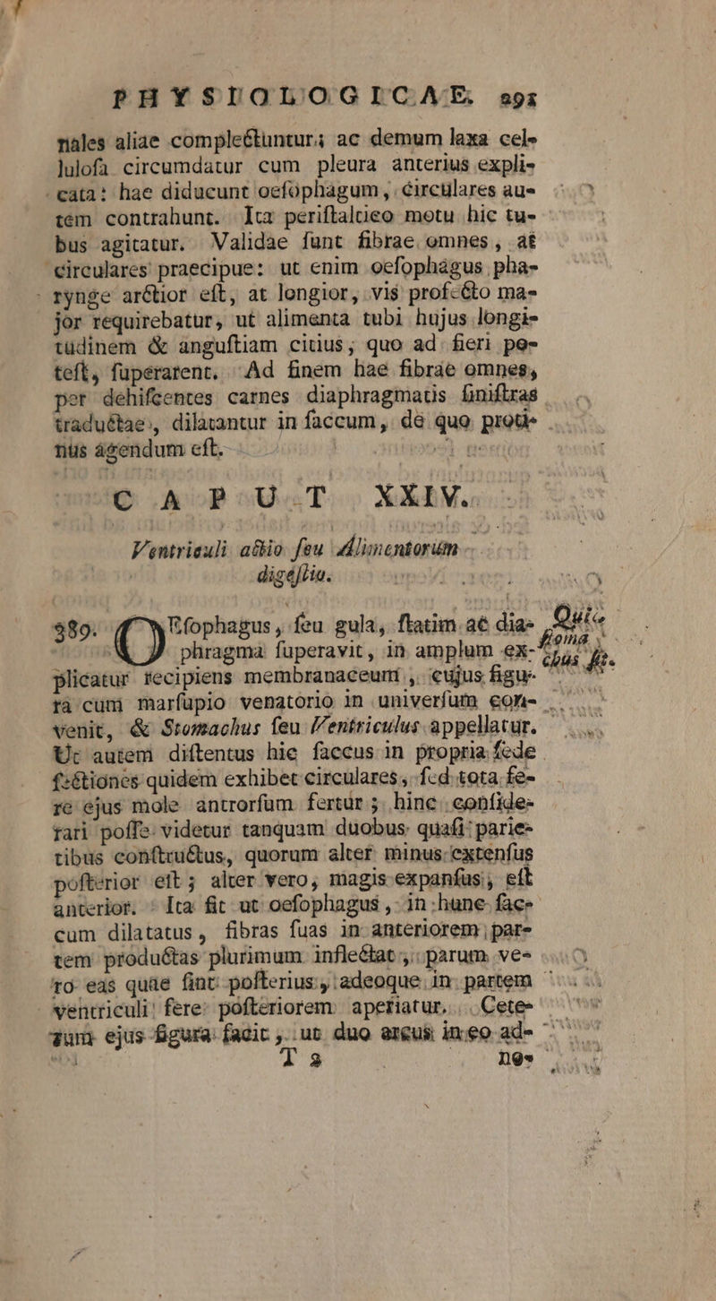 nales aliae comple&amp;tuntur; ac demum laxa cel- lulofa circumdatur cum pleura anterius expli- cata: hae diducunt oefophagum, circulares aus. ^.^ tem contrahunt. lc periftalueo motu hic tu- | bus agitatur. Validae funt fibrae omnes, af circulares praecipue: ut enim oefophágus pha- rynge arétior eft, at longior, vis prof-éto ma- jor requirebatur, ut alimenta tubi hujus longis tüdinem &amp; anguftiam citius; quo ad fieri pes teft, fuperatent, Ad fnem hae fibrae omnes; per dehifcentes carnes diaphragmaus finiftras traduétae,, dilatantur in faccum , dà quo. prou . nuüs ágendum eft. | D AP oUoT.oo XXV Ventrisuli. a&amp;io. feu dlinentorum -. ' digejria. biais A en aped mo plicatur recipiens membranaceumi , cujusfigu- ri cum marfupio venatorio Àn univerfum €oXi- — . - venit, &amp; Stomachus feu entriculus appellatur. — ... Uc autem diíftentus hie faccus in propria fede . f:&amp;tiones quidem exhibet circulares , .f-d tota. fe- re ejus mole. antrorfam. fertür ;. hine eonfide- rari poffe: videtur tanquam duobus: quafi: parie- tibus conftru&amp;us, quorum altef minus: extenfus pofterior eft; alter vero, magis expanfus;, eíl anterior. ^ [ta fit ut oefophagus ,- in :hune- face cum dilatatus , fibras fuas in anteriorem ; par- tem. produ&amp;tas plurimum. infledlat ,.. parum. ve- to eas quàe fint: pofterius:, adeoque. in. partem ^ ventriculi! fere: pofteriorem. aperiatur, | Cete» ^ dum ejus figura facit ,..ub duo arcus ineo ade *03 T3 ; | nes $89. | O Efophagus , feu gula; ftatim. a€ dias , Quio -