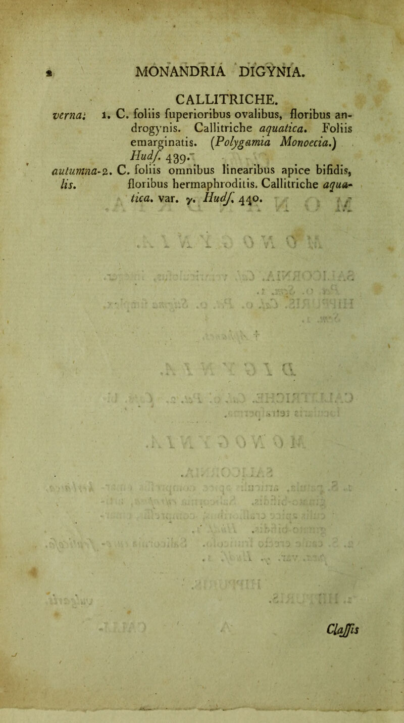 ss verna i i. autumna-2.. lis. i. ^ . . u j MONANDRIA DIGYNIA. CALLITRICHE. C. foliis fuperioribus ovalibus, floribus an- drogynis. Callitriche aquatica. Foliis emarginatis. [Polygamia Monoecia.) Huif. 439.- C. foliis omnibus linearibus apice bifidis, floribus hermaphroditis. Callitriche aqua- tica. var. y. tiudf. 440. ClaJJis