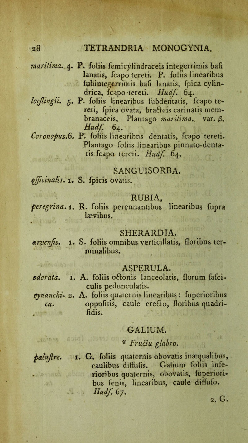 maritima, 4. P. foliis femicylindraceis integerrimis bafi lanatis, fcapo tereti. P. foliis linearibus fubintegerrimis bafi lanatis, fpica cylin- drica, fcapo tereti. Hudf. 64. loejlingii, 5. P, foliis linearibus fubdentatis, fcapo te- reti, fpica ovata, bra61eis carinatis mem- branaceis. Plantago maritimavar. /2. Hudf. 64. Coronopus.6- P. foliis linearibus dentatis, fcapo tereti. Plantago foliis linearibus pinnato-denta- tis fcapo tereti. Hudf. 64. SANGUISORBA. qfficinalis. 1. S. fpicis ovatis. RUBIA, peregrina, 1. R. foliis perennantibus linearibus fupra laevibus. SHERARDIA. arvenfs. 1. S. foliis omnibus verticillatis, floribus ter- minalibus. ASPERULA. odorata. 1. A. foliis oftonis lanceolatis, florum falci- culis pedunculatis. cynanchi- 2. A. foliis quaternis linearibus: fuperioribus ca. oppofitis, caule erefto, floribus quadri- fidis. G ALIUM. * FruBu glabro, l, G. foliis quaternis obovatis inaequalibus, caulibus diffufis. Galium foliis infe- rioribus quaternis, obovatis, fuperiori- bus fenis, linearibus, caule diffufo. Hudf 67. 2, G.