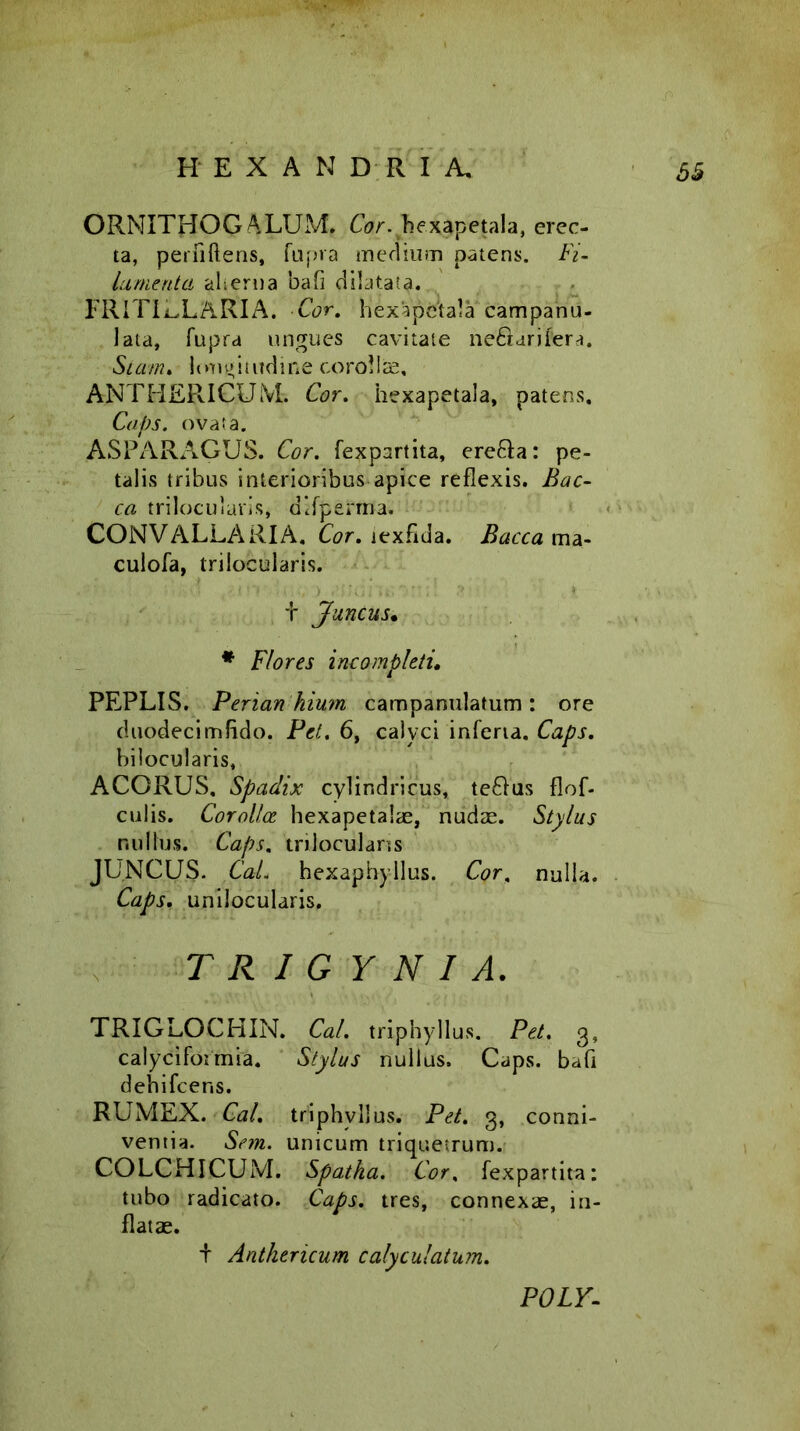 ORNITHOG ALUM. Cor. he.xapetala, erec- ta, perfidens, fupra medium patens. Fi- lamenta alterna bafi dilatata. FRITILLARIA. Cor. fiexapctala campanu- lata, fupra ungues cavitate ne&arifera. Siam. longitudine corollae, ANTHERICUM. Cor. hexapetala, patens. Caps. ovata. ASPARAGUS. Cor. fexpartita, erc&a: pe- talis tribus interioribus apice reflexis. Bac- ca trilocularis, difperma. CONVALLARI A. Cor. lexfida. Bacca ma- culofa, trilocularis. i Juncus• * Flores incompleti. PEPLIS. Perian hium campanulatum: ore duodecimfido. Pet. 6, calyci inferia. Caps. bilocularis, ACORUS, Spadix cylindricus, te£lus flof- culis. Corolla hexapetaiae, nudae. Stylus nullus. Caps. trilocularis JUNCUS. CaL hexaphyllus. Cor. nulla. Caps. uniiocularis. T R I G Y N I A. TRIGLOCHIN. Cal. triphyllus. Pet. 3, calyciformia. Stylus nullus. Caps. bafi dehifcens. RUMEX. Cal. triphyllus. Pet. 3, conni- ventia. Se?n. unicum triquetrum. COLCHICUM. Spatha. Cor, fexpartita: tubo radicato. Caps. tres, connexae, in- flatae. i Anthericum calyculatum. POLY-
