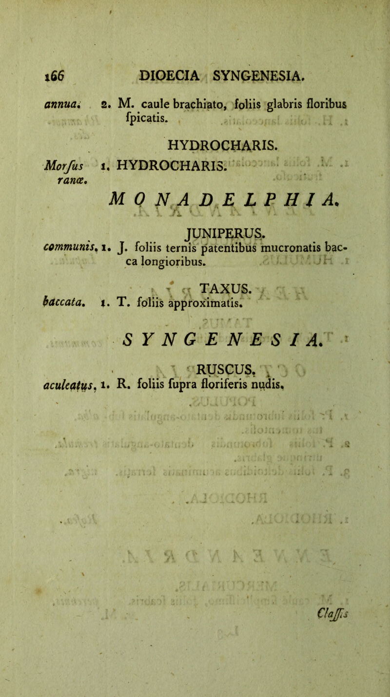 annua; Morfus rana. communis. baccata. aculeatus. 2. M. caule brachiato, foliis glabris floribus fpicatis. HYDROCHARIS. i, HYDROCHARIS. MONADELPHI A. A JUNIPERUS. i. J. foliis ternis patentibus mucronatis bac- ca longioribus. { cj TAXUS. I. T. foliis approximatis. ni /r f ♦'r* SYNGENESIA. RUSCUS, . i. R. foliis fupra floriferis nudis.