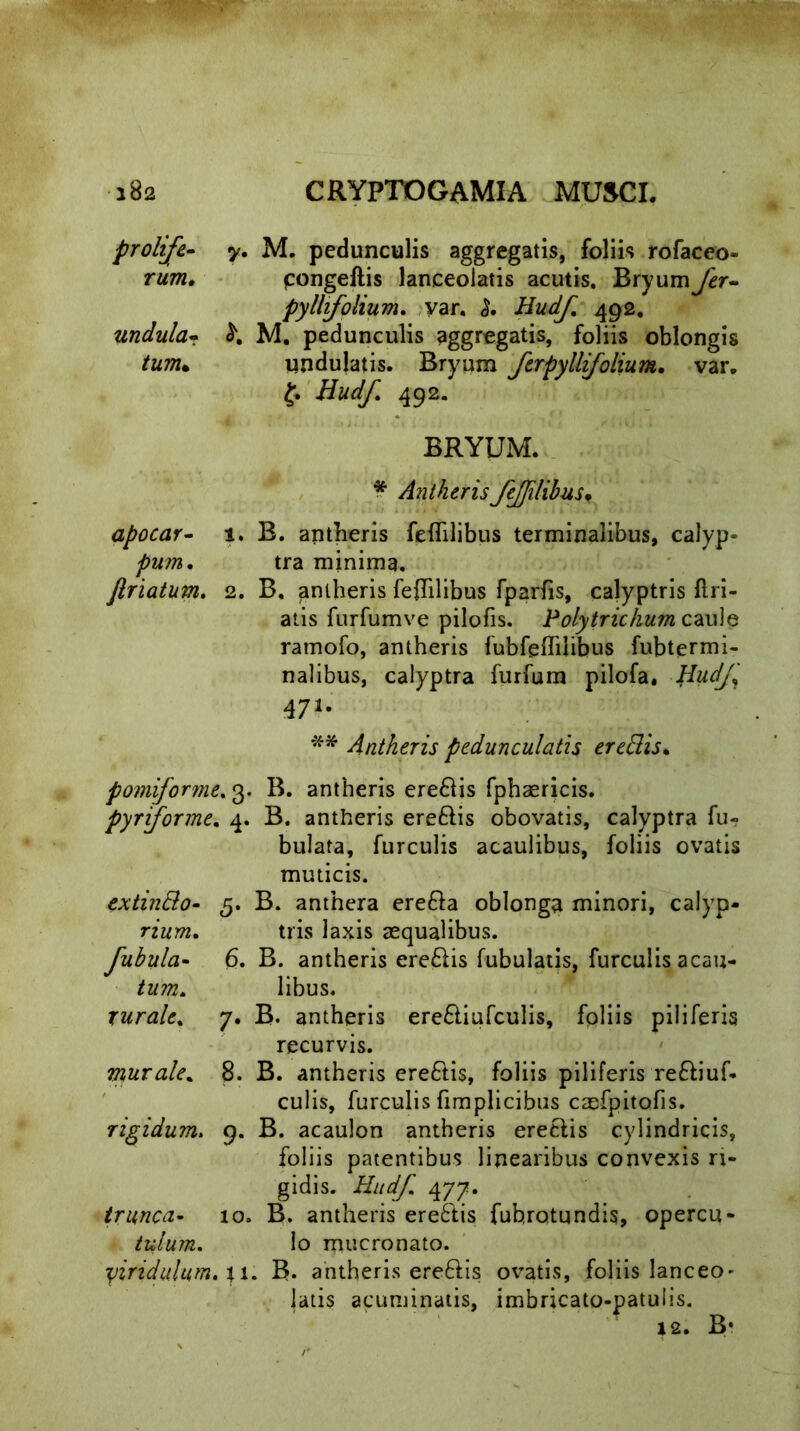 y. M. pedunculis aggregatis, foliis rofaceo- pongeftis lanceolatis acutis. Bryumfer- pyllfolium, yar. <£. Hudf 492. M. pedunculis aggregatis, foliis oblongis undulatis. Bryum ferpyllifolium. var. f. Hudf. 492. BRYUM. * Antherisfeffilibus. 1. B. antheris feflilibus terminalibus, calyp- tra minima. 2. B. antheris feflilibus fparfis, calyptris flri- atis furfumve pilofis. Polytrichum ca\\]Q ratnofo, antheris fubfeffilibus fubtermi- nalibus, calyptra furfum pilofa. Hudf 471. ** Antheris pedunculatis eredis. pomiforme. 3. B. antheris ere£lis fphaericis. pyrforme. 4. B. antheris ereftis obovatis, calyptra fu- bulata, furculis acaulibus, foliis ovatis muticis. extindo- 5. B. anthera erefta oblonga minori, calyp- rium. tris laxis aequalibus. fabula- 6. B. antheris ere&is Tubulatis, furculis acau- libus. rurale. 7. B. antheris ere&iufculis, foliis piliferis recurvis. murale. 8. B. antheris ereftis, foliis piliferis re&iuf- culis, furculis fimplicibus caefpitofis. rigidum. 9. B. acaulon antheris ereclis cylindricis, foliis patentibus linearibus convexis ri- gidis. Hudf. 477. trunca- 10. B. antheris ere£tis fubrotundis, opercu- tulum. Io mucronato. yiridulum.x 1. B. antheris ere&is ovatis, foliis lanceo- latis acuminatis, imbricato-patulis. 12. B- prolife- rum. undula- tum* apocar- pum. Jlriatum.