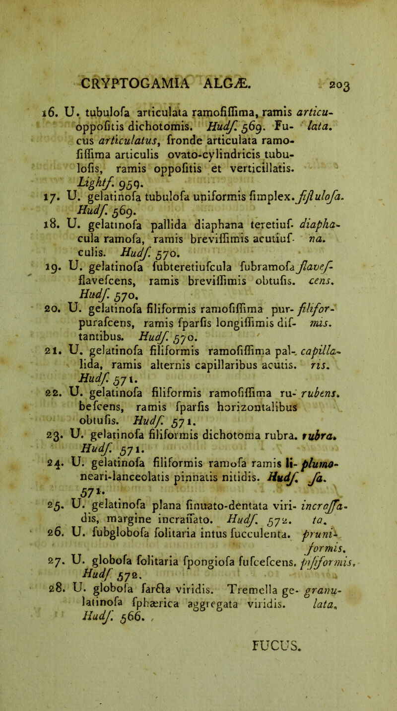 16. U. tubulofa articulata ramofiflima, ramis articu- oppofitis dichotomis. Hudf. 369. Fu- lata. cus articulatus, fronde articulata ramo- fiflima articulis ovato-cylindricis tubu- lofis, ramis oppofitis et verticillatis. 17. U. gelatinofa tubulofa uniformis hmfiex.fiflulofa. Hudf. 369. 18. U. gelatinofa pallida diaphana teretiuf- diapha- cula ramofa, ramis breviflimis acutiuf- na. culis. Hudf. 570. 19. U. gelatinofa fubteretiufcula fubramofaJlavef flavefcens, ramis brevifiimis obtufis. cens. Hitdf. 370. 20. U. gelatinofa filiformis ramofiflima pur- filifor- purafcens, ramis fparfis longifiimis dif- mis. tantibus. Hudf. 570. 21. U. gelatinofa filiformis ramofiflima pal- capilla- lida, ramis alternis capillaribus acutis, ns. Hudf 371. 22. U. gelatinofa filiformis ramofiflima ru- rubens. befcens, ramis fparfis horizontalibus obtufis. Hudf. 1. 23. U. gelatinofa filiformis dichotoma rubra, rubra. Hudf. 571. 24. U. gelatinofa filiformis ramofa ramis Ii- plumo- neari-lanceolatis pinnatis nitidis. Hudf. fa. ■57'- 25* U. gelatinofa plana finuato-dentata viri- incrajfa- dis, margine incraflato. Hudf 572. ta. 26. U. fubglobofa folitaria intus fucculenta. prunh formis. 27. U. globofa folitaria fpongiofa fufcefcens. pi/jformis. Hudf 57q. 28. U. globofa far&a viridis. Tremella ge- granu- latinofa fphaerica aggregata viridis. lata, Hudf. 5 66. FUCUS.