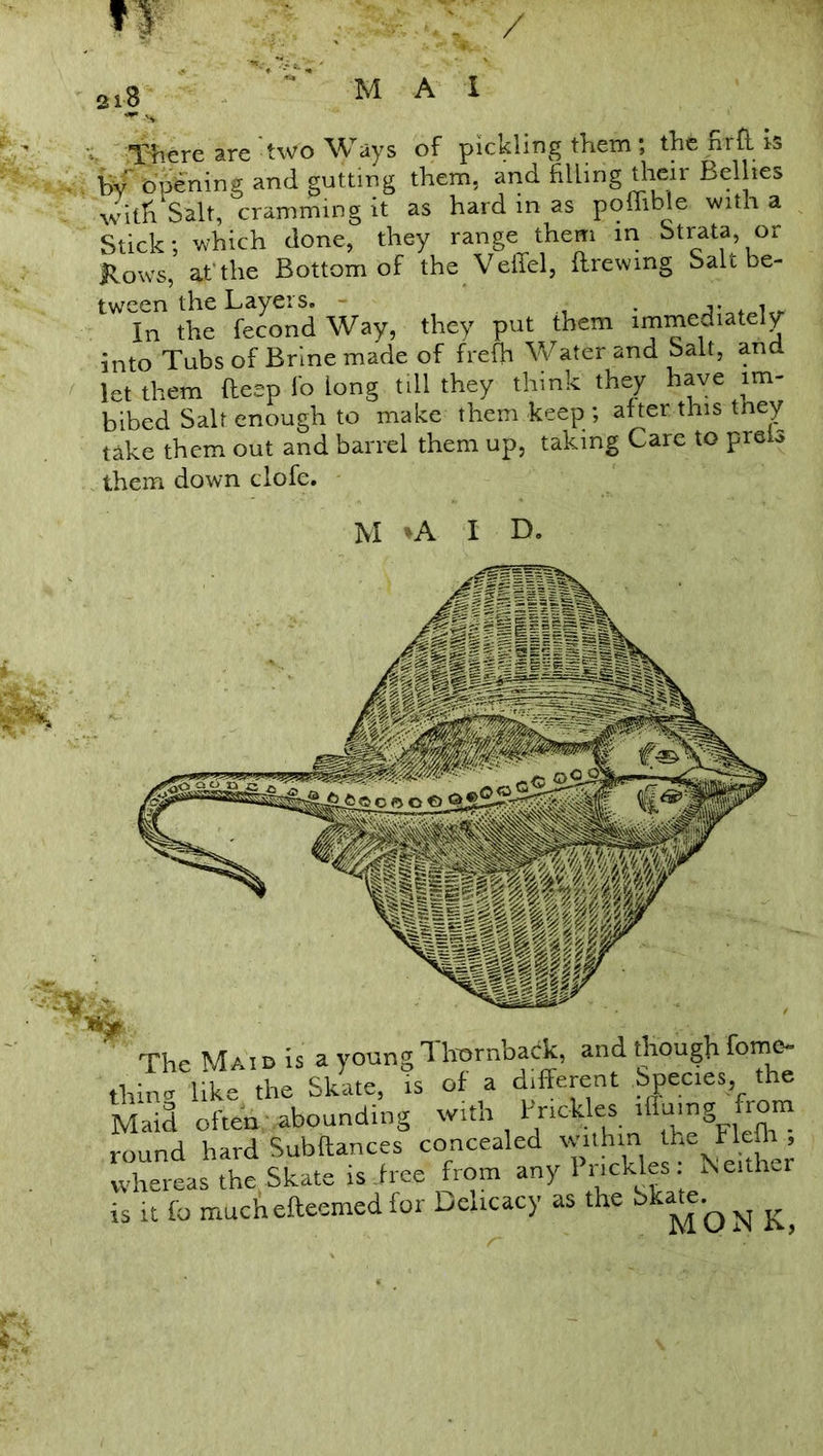 MAI ■There are two Ways of pickling them the nrft is by opening and gutting them, and filling their Bellies with Salt, cramming it as hard in as poffible with a Stick; which done, they range them in Strata, or Rows, at'the Bottom of the Veilel, (brewing Salt be- tween the Layers. . j. i In the fecond Way, they put them immediately into Tubs of Brine made of frefh Water and Salt, and let them deep i'o long till they think they have im- bibed Salt enough to make them keep; after this tney take them out and barrel them up, taking Care to preis them down clofe. The Mai d is a young Thernback, and though fome- thing like the Sklte, ts of a different Species, the Maid often abounding with Prickles l ulnS round hard Subftances concealed within the Flefh , whereas the Skate is .free from anylnckles: Neither is it fo much efteemed for Delicacy as the bkate. K