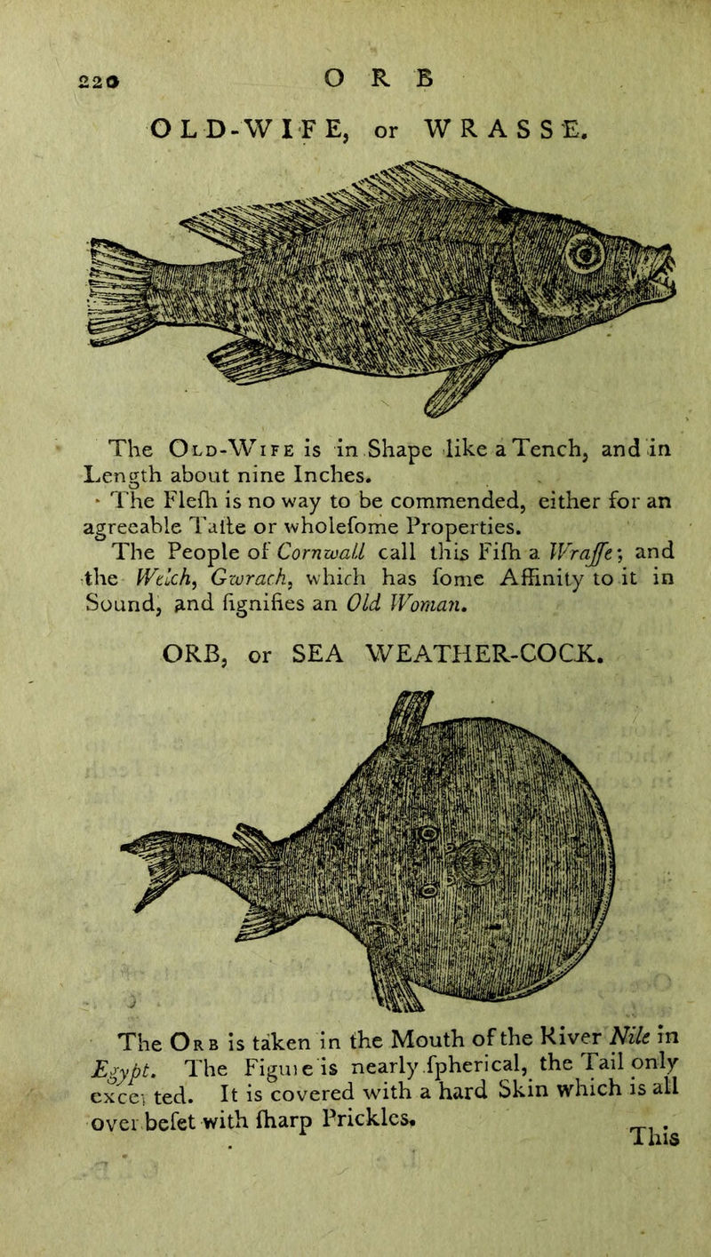 ORB OLD-WIFE, or WRASSE. The Old-Wife is in Shape likeaTench, and in Length about nine Inches. - The Flefh is no way to be commended, either for an agreeable Talte or wholefome Properties. The People of Cornwall call this Fifh a Wrajfe; and the Wtlch, Gzorach, which has fome Affinity to it in Sound, and fignihes an Old Woman. ORB, or SEA WEATHER-COCK. The Or b is taken in the Mouth of the River Nile in jEgypt. The Figuie is nearly fpherical, the Tail only cxcei ted. It is covered with a hard Skin which is all over befet with {harp Prickles. .