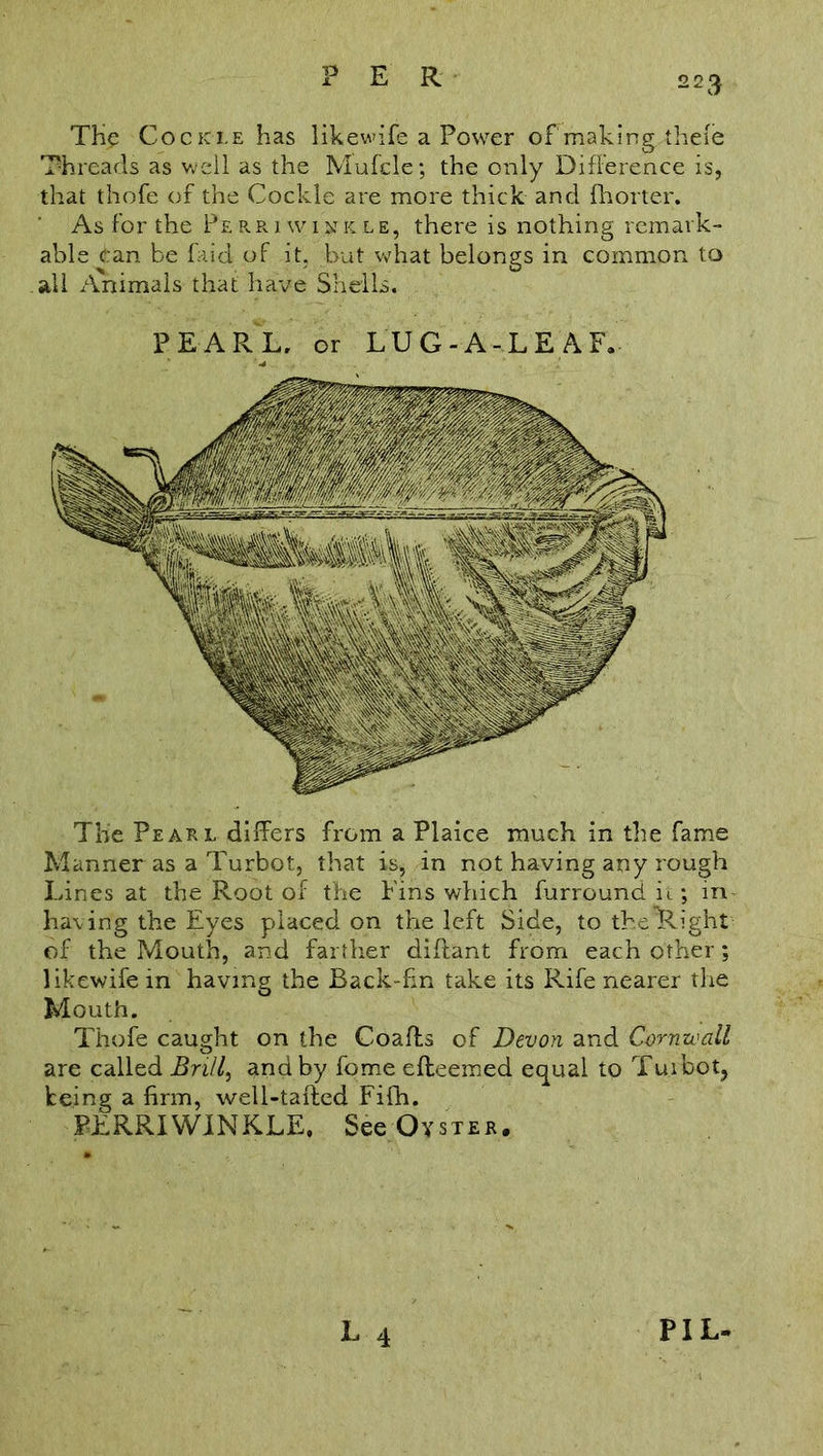 PIL- THe Cocki.e has likewife a Power of making theie Threads as well as the Mufcle; the only Difference is, that thofe of the Cockle are more thick and fhorter. As for the Perriwikkle, there is nothing remark- able (tan be fad of it. but what belongs in common to .all Animals that have Shells. LEAF. The Pearl differs from a Plaice much in the fame Manner as a Turbot, that is, in not having any rough Lines at the Root of the Fins which furround. it; in- having the Eyes placed on the left Side, to th.elR.ight of the Mouth, and farther diftant from each other; likewife in having the Back-fin take its Rife nearer the Mouth. Thofe caught on the Coafts of Devon and Cornwall are called Brill, and by fome efteemed equal to Turbot, being a firm, well-tafted Fifh. BERRIWINKLE, See Oyster.