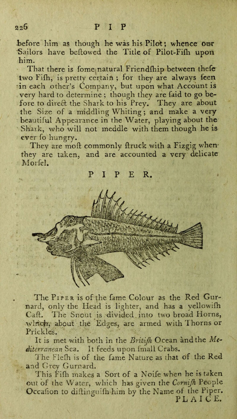 .before him as though he was his Pilot; whence out Sailors have bellowed the Title of Pilot-Fifh upon him. That there is fomej natural Friendfhip between thefe two Fifh, is pretty certain ; lor they are always feen in each other’s Company, but upon what Account is very hard to determine ; though they are laid to go be- fore to direft the Shark to his Prey. They are about the Size of a middling Whiting; and make a very beautiful Appearance in the Water, playing about the Shark, who will not meddle with them though he is ever fo hungry. They are molt commonly {truck with a Fizgig when they are taken, and are accounted a very delicate Morfel. PIPER. The Piper is of the fame Colour as the Red Gur- nard, only the Head is lighter, and has a vellowifh Call. The Snout is divided, into two broad Horns, winch, about the Edges, are armed with Thorns or Prickles. It is met with both in the Britijh Ocean and the Me- diterranean Sea. It feeds upon Imall Crabs. The Flefh is of the fame Nature as that of the Red and Grey Gurnard. This Fifh makes a Sort of a Noife when he is taken out of the Water, which has given the Cornijh People Occafion to diltinguifh him by the Name of the Piper. PLAICE.