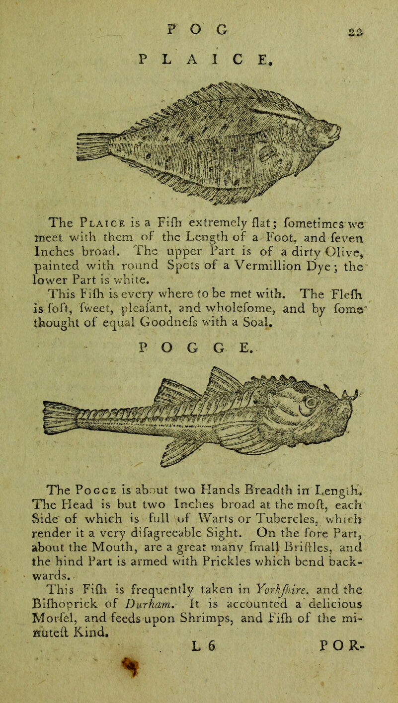 FOG The Pogge is about two Hands Breadth in Length,. The Head is but two Inches broad at the mo ft, each Side of which is full of Warts or Tubercles, which render it a very difagreeable Sight. On the fore Part, about the Mouth, are a great many fmalj; Briftles, and the hind Part is armed with Prickles which bend back- wards. This Fifth is frequently taken in Yorkjldre, and the Bifhoprick of Durham. It is accounted a delicious Morfel, and feeds upon Shrimps, and Fifh of the mi- nuted Kind. L 6 % The Plaice is a Fifh extremely flat; fometimes we meet with them of the Length of a Foot, and feven Inches broad. The upper Part is of a dirty Olive, painted with round Spots of a Vermillion Dye; the lower Part is white. This Fifh is every where to be met with. The Flefh is foft, fweet, pleafant, and wholefome, and by fome thought of equal Goodnefs with a Soal, P O R-