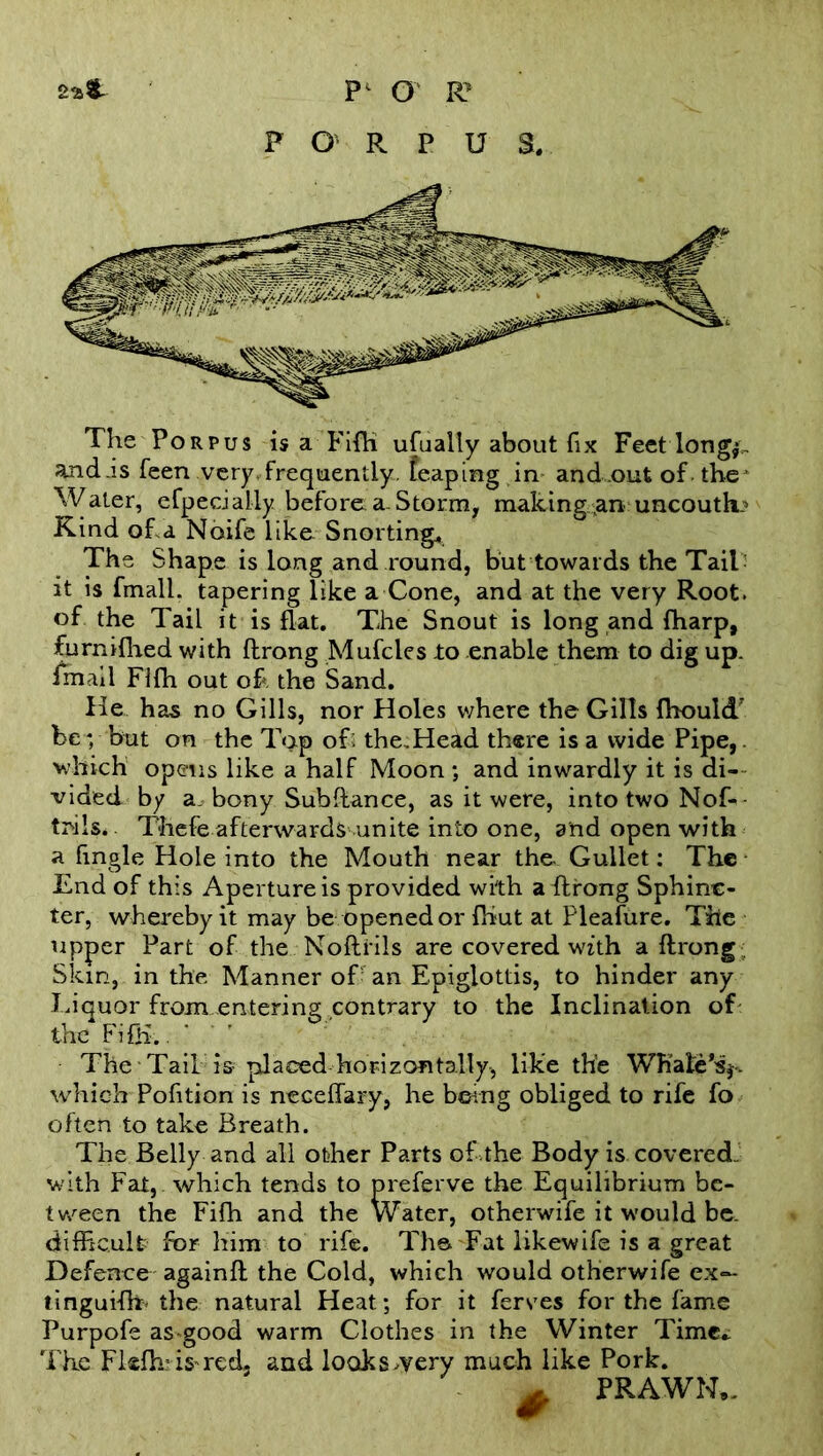 F O R P U S. The Porpus is a Fifli ufually about fix Feet Ion gf, and .is Teen very, frequently, feaping in and .out of the Water, efpecially before a-Storm, making an uncouth? Kind of a Noife like Snorting* The Shape is long and round, but towards the Tail it is fmall. tapering like a Cone, and at the very Root, of the Tail it is flat. The Snout is long and fharp, furnifhed with flrong Mufcles to enable them to dig up. fmall Flfh out of the Sand. lie has no Gills, nor Holes where the Gills fhoulcf bey but on the Top of the.Head there is a wide Pipe, which opens like a half Moon ; and inwardly it is di- vided by a., bony Sub fiance, as it were, into two Nof- tr>ils. Thefe afterwards unite into one, and open with a tingle Hole into the Mouth near the- Gullet: The End of this Aperture is provided with aflrong Sphinc- ter, whereby it may be opened or {Kut at Pleafure. The upper Part of the Noflrils are covered with aflrong Skin, in the Manner of an Epiglottis, to hinder any Liquor from entering contrary to the Inclination of the FifK.. The Tail is placed horizontally, like the WKaie’sj. which Pofition is neceffary, he being obliged to rife fo often to take Breath. The Belly and all other Parts of the Body is covered, with Fat, which tends to preferve the Equilibrium be- tween the Fifh and the Water, otherwife it would be. difRcult for him to rife. The Fat likewife is a great Defence againfl the Cold, which would otherwife ex— tinguifh- the natural Heat; for it ferves for the fame Purpofe as good warm Clothes in the Winter Time.: The Flsfh'is-redj and looks^yery much like Pork. A PRAWN,.