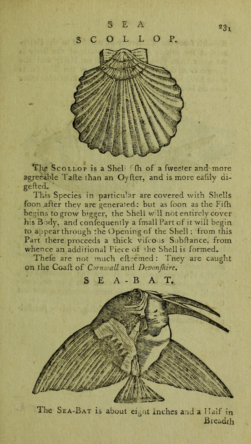 s C O L L O P. agreeable Tafle than an Oyfler, and is more eafily di- geftecL This Species in particular are covered with Shells foon .after they are generated : but as foon as the Fifh begins to grow bigger, the Shell w 11 not entirely cover his Body, and consequently a fmall Part of it will begin to appear through the Opening of the Shell; from this Part there proceeds a thick vifeous Subfiance, from whence an additional Piece of the Shell is formed* Thefe are not much efteemed: Tney are caught on the Coafl of Cornwall and Dtvonjhirt. 5 E A - B A T. The Sea-Bat is about ei6nt inches and a Half in Breadth