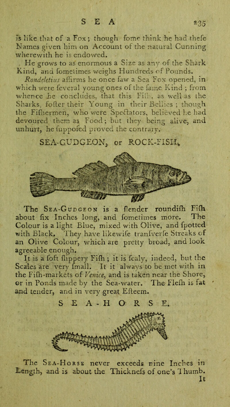 ~'35 h like that of a Fox ; though fome think he had thefe Names given him on Account ot the natural Cunning wherewith he is endowed. He grows to as enormous a Size as any of the Shark Kind, and fometimes weighs Hundreds of Pounds. Rondeletius affirms he once faw a Sea Fox opened, in which were feveral young ones of the fame Kind ; from whence he concludes, that this Fill, as well as the Sharks, fofter their Young in their Bellies ; though the Fiffiermen, who were Spectators, believed he had devoured them as. Food; but they being alive, and unhurt, he fuppofed proved the contrary. SEA-GUDGEON, or ROCK-FXSHv The Sea-Gudgeon is a Pender roundifh Fifh about fix Inches long, and fometimes more. The Colour is a light Blue, mixed with Olive, and fpotted with Black, They have iikewife tranfverfe Streaks of an Olive Colour, which are pretty broad, and look agreeable enough. It is a foft ffippery Fifh ; it is fcaly, indeed, but the Scales are very (mail. It it always to be met with in the Fifh-markets of Venice, and is taken near the Shore, ©r in Ponds made by the Sea-water. The Flefh is fat ' and tender, and in very great Eileem. SEA-HORSE. The Sea-Horse never exceeds nine Inches in Eength, and is about the Thicknefs of one’s Thumb. It