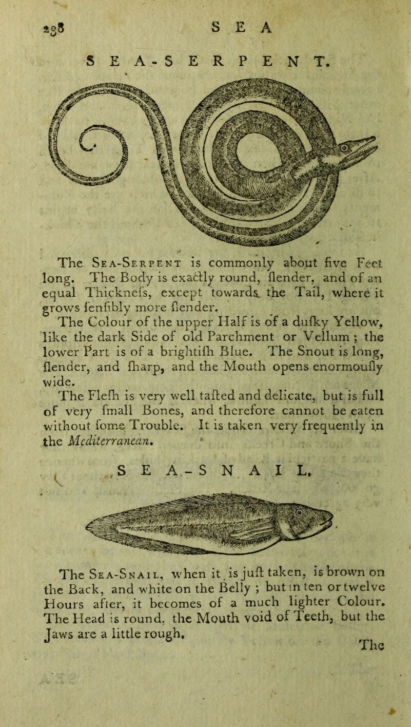 The Sea-Snail, when it. is juft taken, is brown on the Back, and white on the Belly ; but in ten or twelve Hours after, it becomes of a much lighter Colour. The Head is round, the Mouth void of Teeth, but the Jaws are a little rough. The The Sea-Serpent is commonly about five Feet long. The Body is exatlly round, {lender, and of an equal Thicknefs, except towards, the Tail, where it grows fenftbly more {lender. The Colour of the upper Half is of a dufky Yellow, like the dark Side of old Parchment or Vellum ; the lower Part is of a brightifh Blue. The Snout is long, {lender, and fharp, and the Mouth opens enormoufly wide. The Flefh is very well tailed and delicate, but is full of very fmall Bones, and therefore cannot be eaten without foms Trouble. It is taken very frequently in the Mediterranean. >