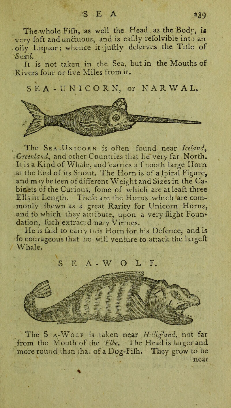 The whole Fifh, as well the Head as the Body, is very Toft andun&uous, and is eafily refolvible into an oily Liquor; whence it juftly deferves the Title of 'Snail. It is not taken in the Sea, but in the Mouths of Rivers four or five Miles from it. SEA- UNICORN, or NARWAL. The Sea-Unicorn is often found near Iceland, . Greenland, and other Countries that lie'very far North. It is a Kind of Whale, and carries afnooth large Horn at the End of its Snout. The Horn is of a fpiral Figure, and maybe feen of different Weight and Sizes in the Ca- binets of the Curious, fome of which are at lead, three Ells in Length. Thefe are the Horns which are com- monly fhewn as a great Rarity for Unicorn Horns, and to which they attiibute, upon a very flight Foun- dation, fuch extraa.rd nary Virtues. He is faid to carry tnis Horn for his Defence, and is fo courageous that he will venture to attack the largeft Whale. S E A - W O L F. The S a-Wolf is taken near H'Uigland,, not far from the Mouth of ihe Elbe. I he Head is larger and more round than iha, of a Dog-Fifh. They grow to be near %