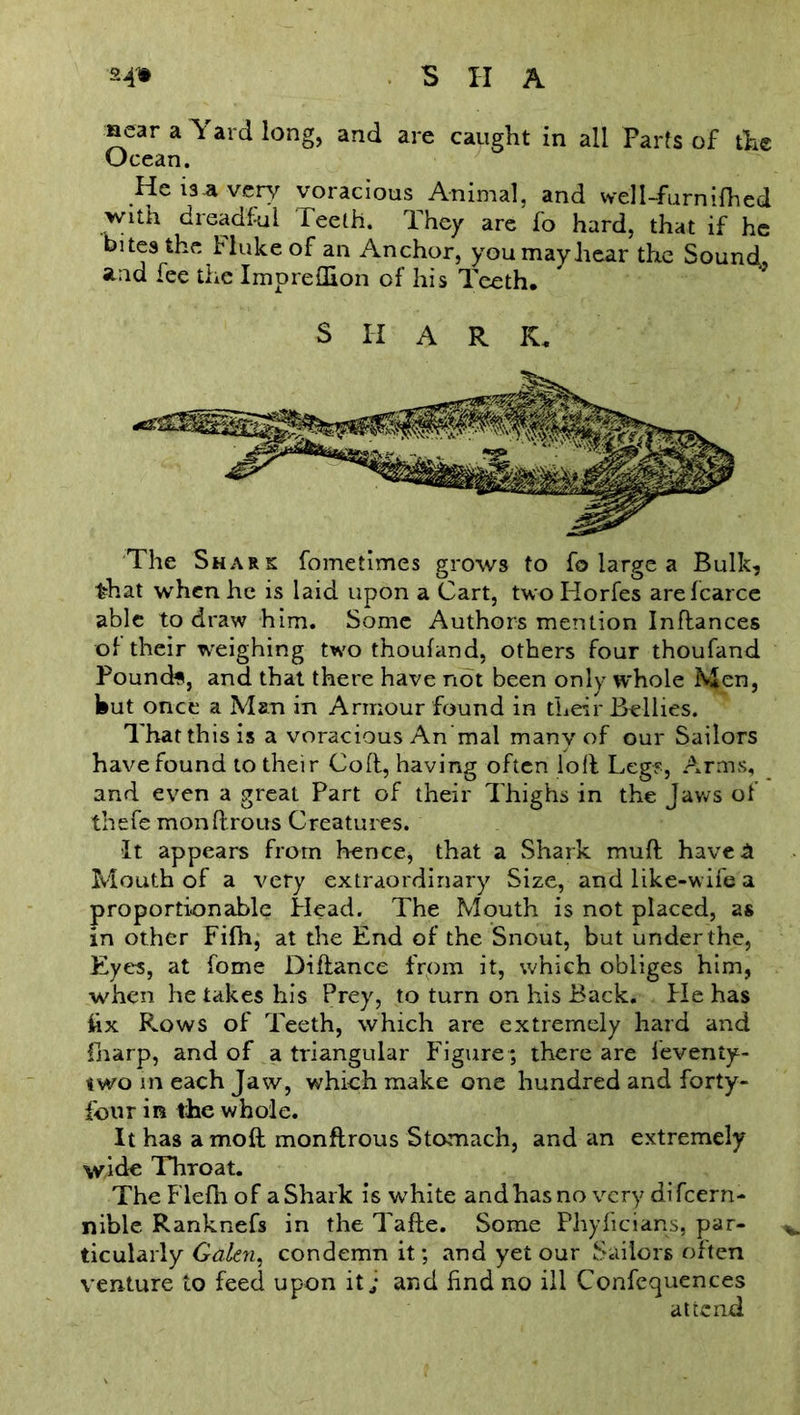 near a Yard long, and are caught in all Parts of the Ocean. He is a very voracious Animal, and well-furnifhed with dreadful Teeth. They are fo hard, that if he bites the Fluke of an Anchor, you may hear the Sound, and fee the ImprelHon of his Teeth. S II A R K. The Shark fometimes grows to fo large a Bulk, that when he is laid upon a Cart, two Horfes arefcarce able to draw him. Some Authors mention Inffances of their weighing two thoufand, others four thoufand Pounds, and that there have not been only whole Men, but once a Man in Armour found in their Bellies. That this is a voracious An'mal many of our Sailors have found to their Cold, having often loll Leg?, Arms, and even a great Part of their Thighs in the Jaws of thefe monllrous Creatures. It appears from hence, that a Shark mufl have A Mouth of a very extraordinary Size, and like-wife a proportionable Head. The Mouth is not placed, as in other Fifh, at the End of the Snout, but under the, Eyes, at fome Diftance from it, which obliges him, when he takes his Prey, to turn on his Back. He has iix Rows of Teeth, which are extremely hard and fnarp, and of a triangular Figure ; there are ieventy- two m each Jaw, which make one hundred and forty- four in the whole. It has a moll monftrous Stomach, and an extremely wide Throat. The Flefh of a Shark is white and has no very difeern- nible Ranknefs in the Tafle. Some Phyficians, par- ticularly Galen, condemn it; and yet our Sailors often venture to feed upon it; and find no ill Conferences attend