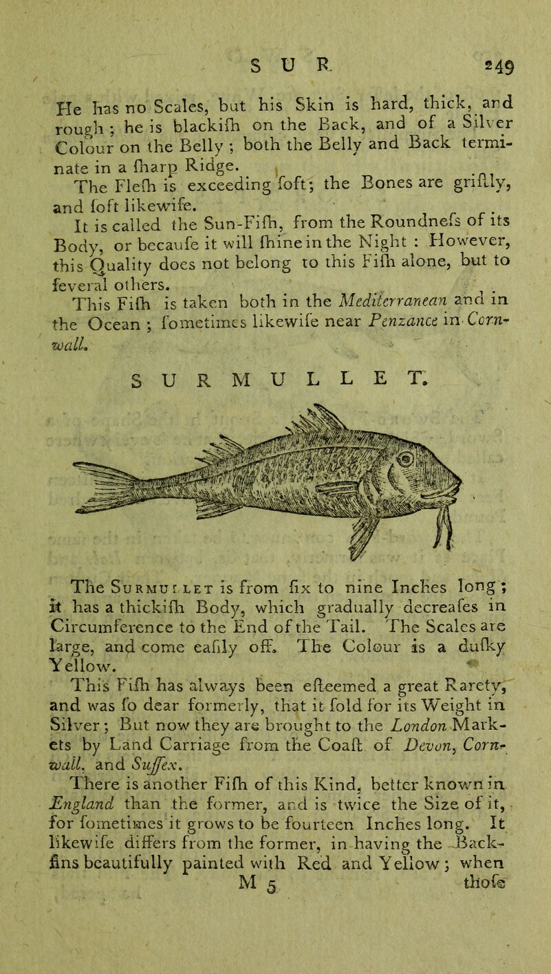 He Tibs no Scales, but bis Skin is bard, thick, and rough ; he is blackifh on the Back, and of a Silver Colour on the Belly ; both the Belly and Back termi- nate in a fharp Ridge. The Flefh is exceeding foft; the Bones are griPdy, and foft likewife. . It is called the Sun-Fifh, from the Roundneis of its Body, or becaufe it will fhineinthe Night : However, this Quality does not belong to this Fifh alone, but to feverai others. . This Fifh is taken both in the Mediterranean and in the Ocean ; fometimes likewife near Penzance in Corn- wall. SURMULLET. The Surmullet is from fix to nine Inches long ; at has a thickifh Body, which gradually decreafes in Circumference to the End of the Tail. The Scales are large, and come eafd.y off. The Colour as a dufky Y ellow. This Filh has always been efleemed a great Raretv, and was fo dear formerly, that it fold for its Weight in Silver; But n ow they are brought to the London -Mark- ets by Land Carriage from the Coaft of Devon, Corn* wall. and Sujfex. There is another Fifh of this Kind, better known in England than the former, and is twice the Size of it, for fometimes it grows to be fourteen Inches long. It likewife differs from the former, in having the -Back- fins beautifully painted with Red and Yellow; when M 5 thofe