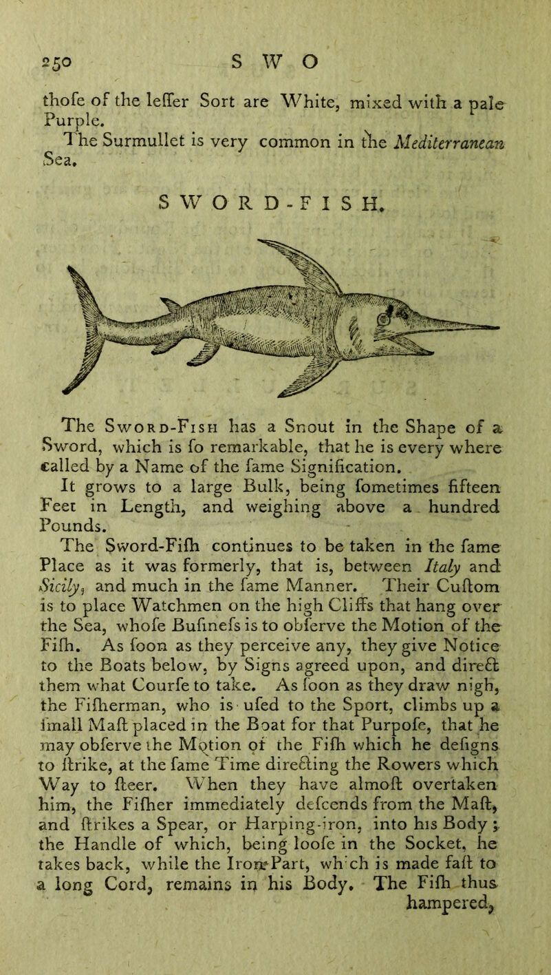 thofe of the letter Sort are White, mixed with a pale Purple. The Surmullet is very common in tire Mediterranean Sea. SWORD-FISH. The Sword-Fish has a Snout in the Shape of a Sword, which is fo remarkable, that he is every where called by a Name of the fame Signification. It grows to a large Bulk, being fometimes fifteen Feet in Length, and weighing above a hundred Pounds. The Sword-Fifh continues to be taken in the fame Place as it was formerly, that is, between Italy and Sicily, and much in the fame Manner. Their Cuflom is to place Watchmen on the high Cliffs that hang over the Sea, whofe Bufinefs is to obferve the Motion of the Fifh. As foon as they perceive any, they give Notice to the Boats below, by Signs agreed upon, and direft them what Courfe to take. As foon as they draw nigh, the Fifherman, who is ufed to the Sport, climbs up a iinall Matt placed in the Boat for that Purpofe, that he may obferve the Mption of the Fifh which he defigns to ftrike, at the fame Time direfling the Rowers which Way to fleer. When they have almofl overtaken him, the Fifher immediately defeends from the Matt, and flrikes a Spear, or Harping-iron, into his Body the Handle of which, being loofe in the Socket, he takes back, while the IrorjfPart, wh:ch is made fall to a long Cord, remains in his Body, The Fifh thus hampered,