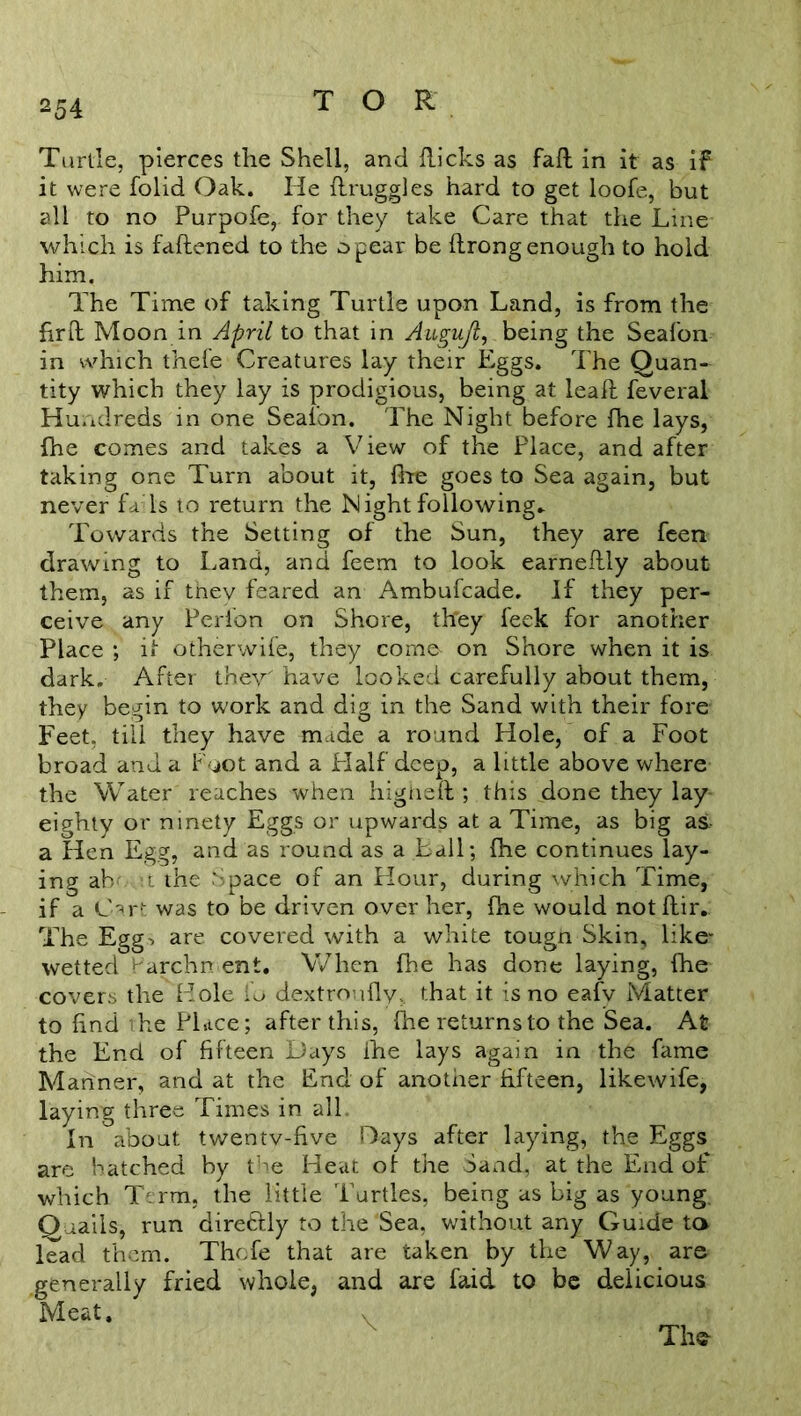 Turtle, pierces the Shell, and hicks as fall in it as if it were folid Oak. He druggies hard to get loofe, but all to no Purpofe, for they take Care that the Line which is fattened to the opear be ftrong enough to hold him. The Time of taking Turtle upon Land, is from the firtt Moon in April to that in Augujl, being the Seafon in which thefe Creatures lay their Eggs. The Quan- tity which they lay is prodigious, being at leaft feveral Hundreds in one Sealon. The Night before fhe lays, fhe comes and takes a View of the Place, and after taking one Turn about it, fhe goes to Sea again, but never fa Is to return the Night following.. Towards the Setting of the Sun, they are feen drawing to Land, and feem to look earneflly about them, as if they feared an Ambufcade. If they per- ceive any Perion on Shore, they feek for another Place ; it otherwife, they comes on Shore when it is dark. After they' have looked carefully about them, they begin to work and dig in the Sand with their fore Feet, till they have made a round Hole, of a Foot broad and a Foot and a Half deep, a little above where the Water reaches when higheft; this done they lay eighty or ninety Eggs or upwards at a Time, as big as a Hen Egg, and as round as a ball; fhe continues lay- ing ah- u the Space of an Hour, during which Time, if a Cart was to be driven over her, fhe would notflir.: The Egg> are covered with a white tougn Skin, like- wetted Farchn ent. When fhe has done laying, fhe covers the Hole fo dextroofly, that it is no eafv Matter to find the Place ; after this, fhe returns to the Sea. At the End of fifteen Days fhe lays again in the fame Manner, and at the End of another fifteen, likewife, laying three Times in all In about twentv-five Days after laying, the Eggs are batched by the Heat of the Sand, at the End of which Term, the little Turtles, being as big as young. Quails, run direftly to the Sea, without any Guide to lead them. Thofe that are taken by the Way, are .generally fried whole, and are faid to be delicious Meat, \ The